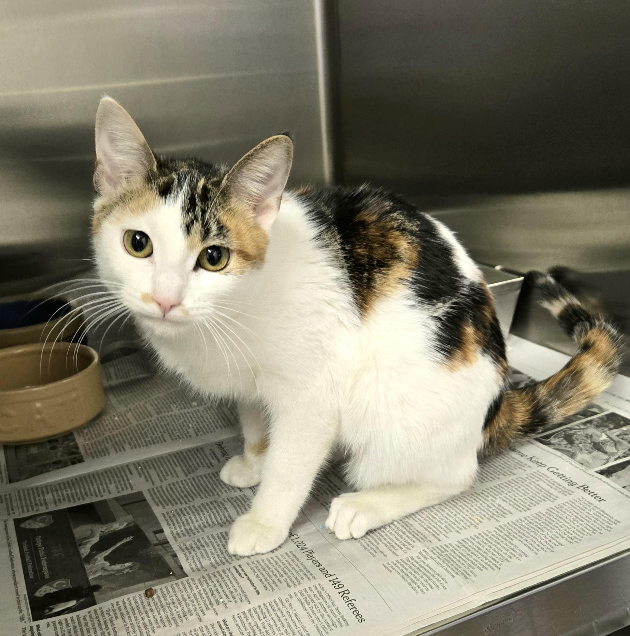 Nellie, a ADOPTABLE Domestic Short Hair in Arlington Heights, IL image 3/3