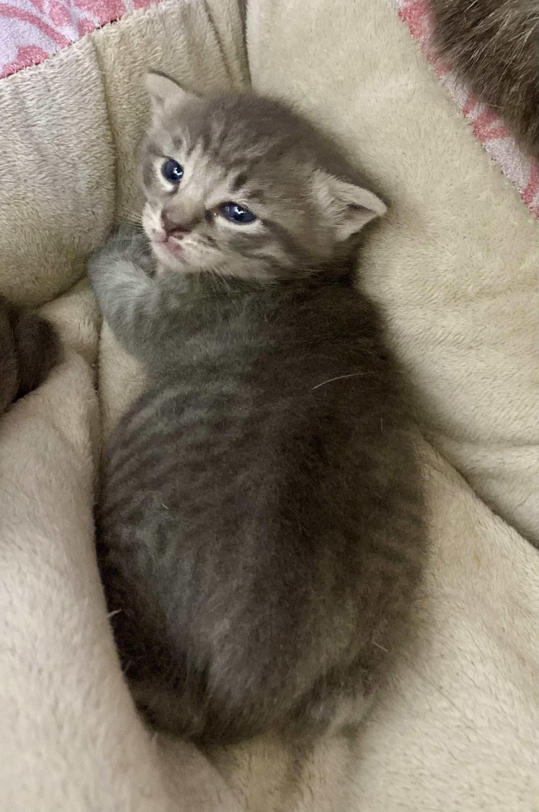 Princess, Adoptable, Young Female Domestic Short Hair.