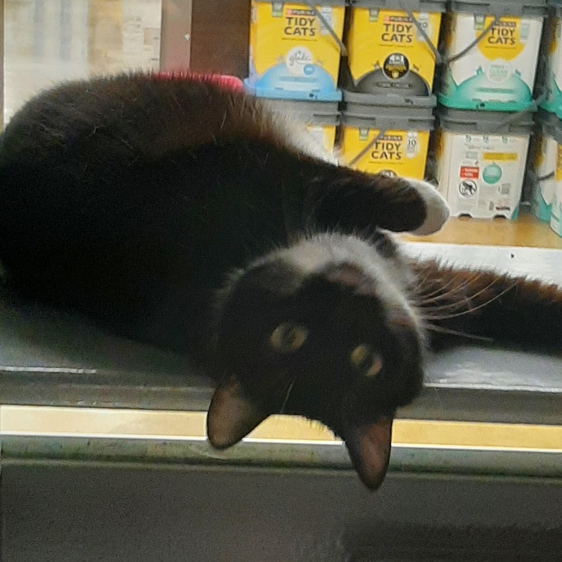 Maggie, a ADOPTABLE Domestic Short Hair in Belleville, IL image 5/6