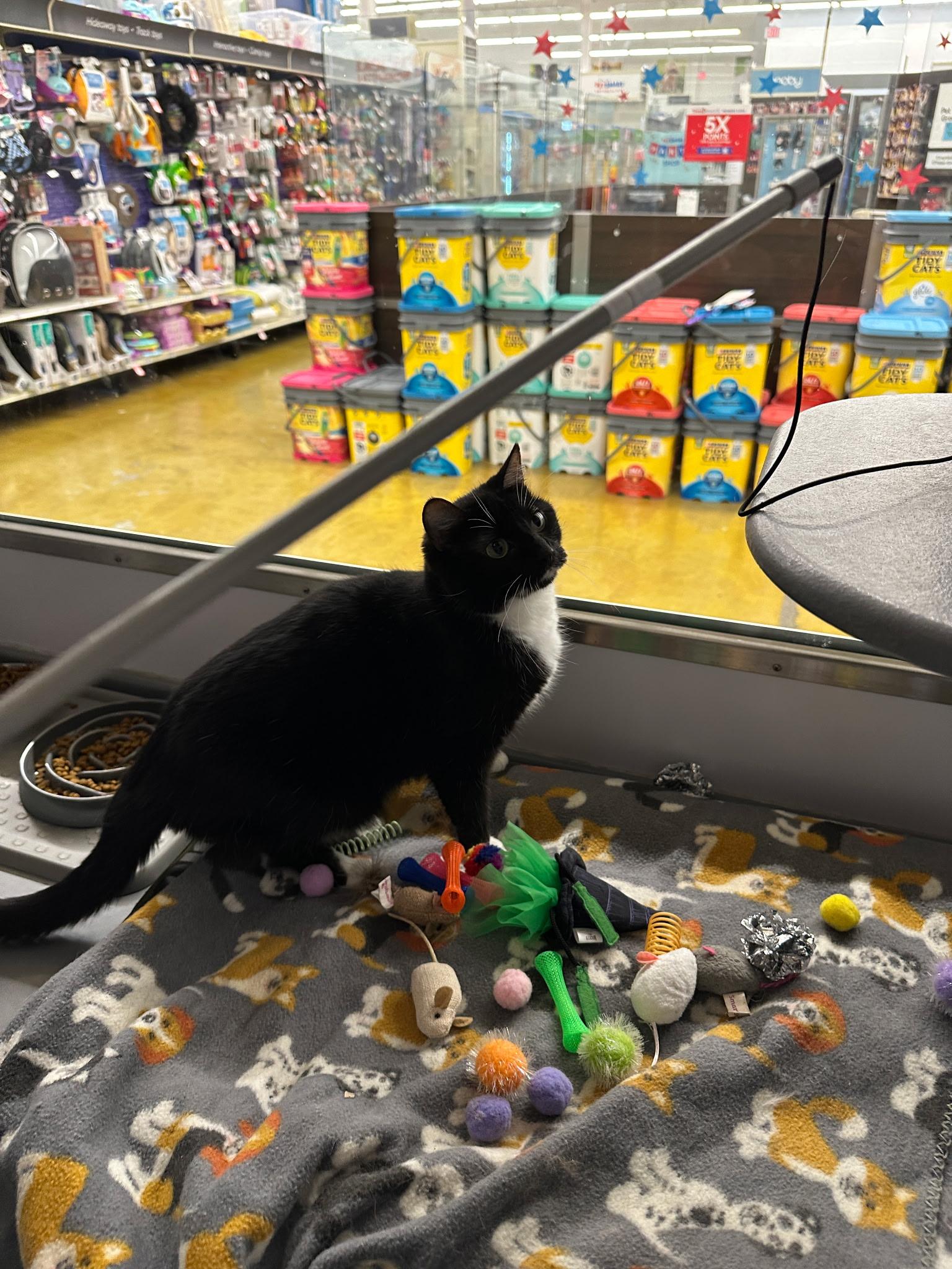 Enlarge Maggie, a ADOPTABLE Domestic Short Hair in Belleville, IL image 4/4