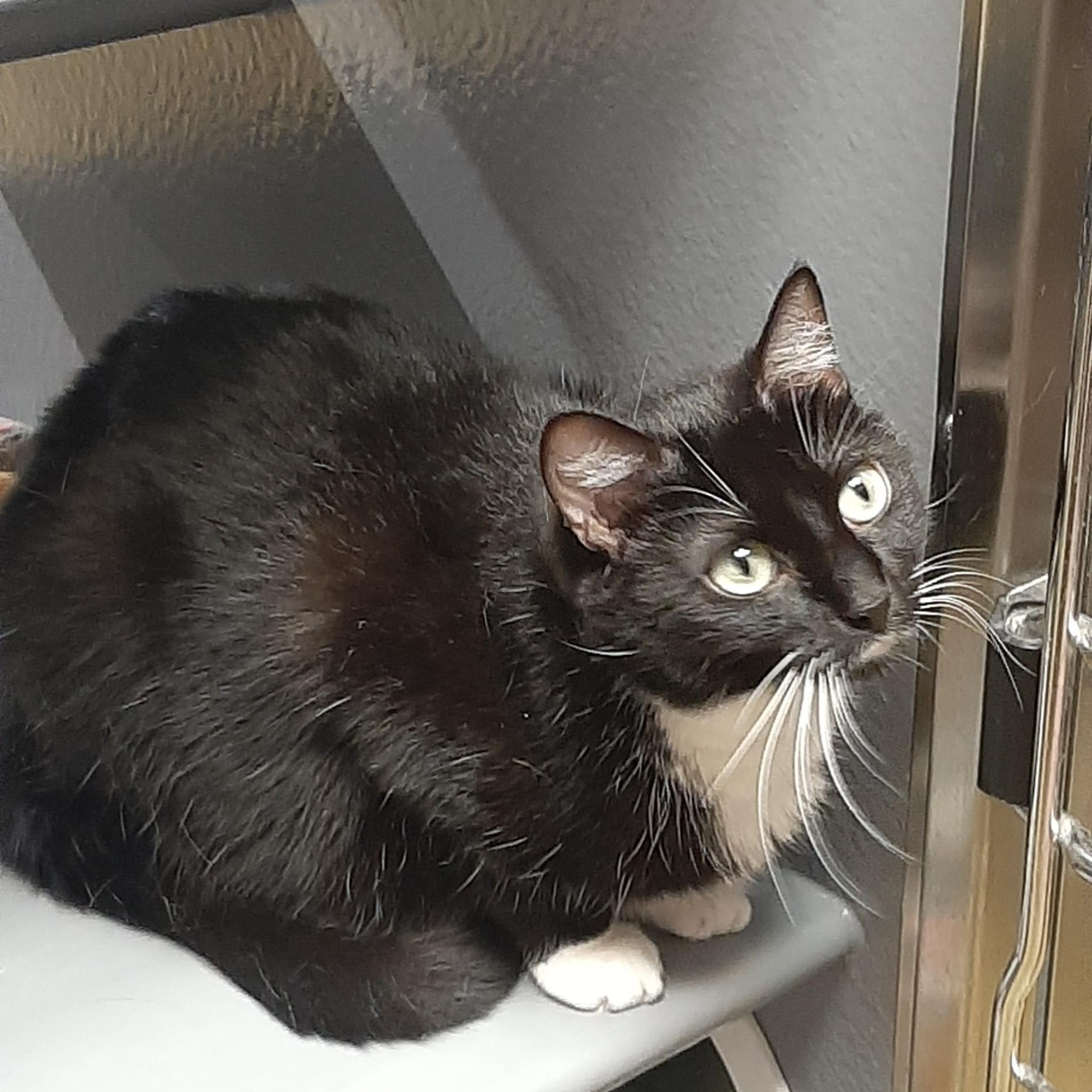 Maggie, a ADOPTABLE Domestic Short Hair in Belleville, IL image 6/6