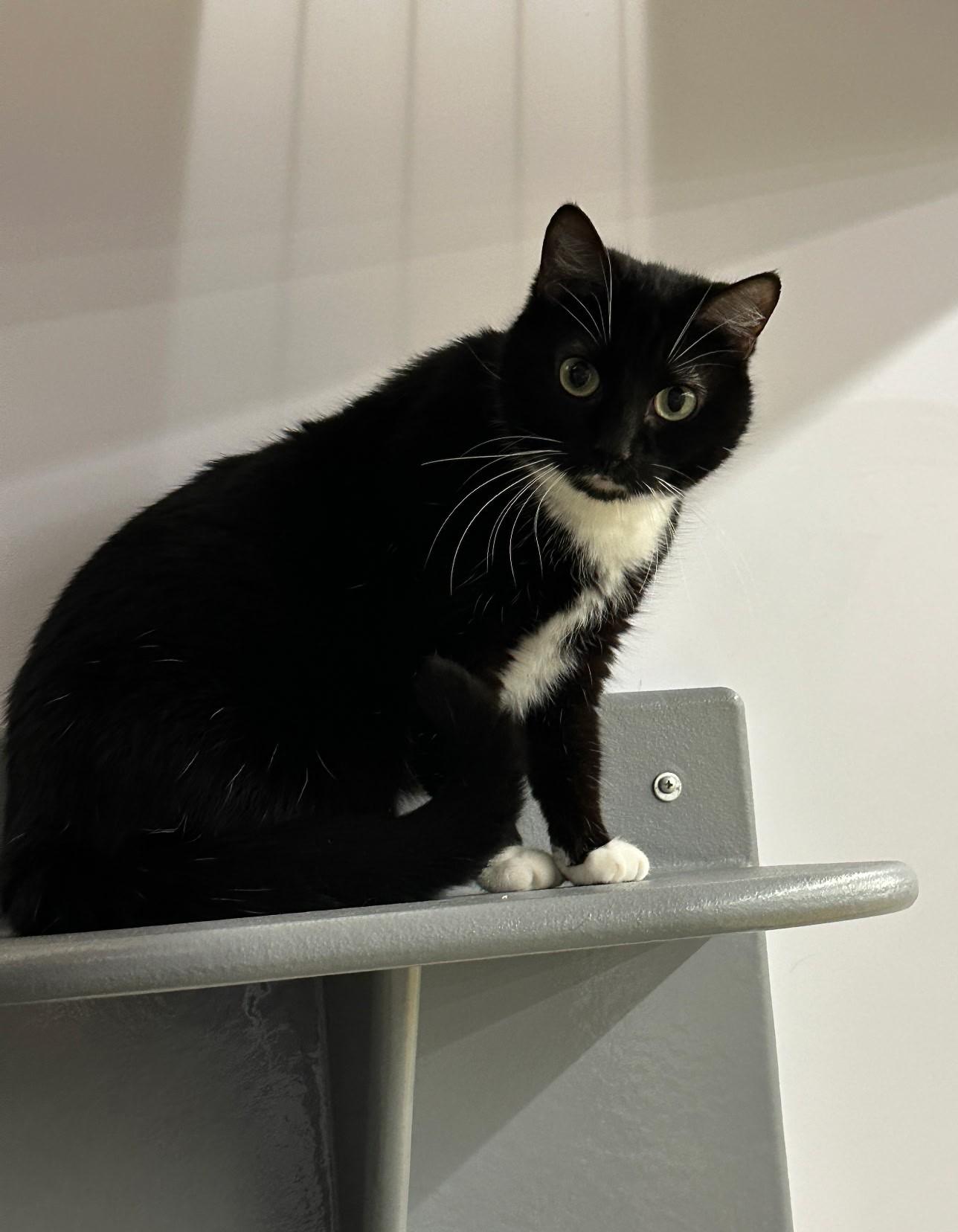 Maggie, ADOPTABLE, Adult Female Domestic Short Hair.