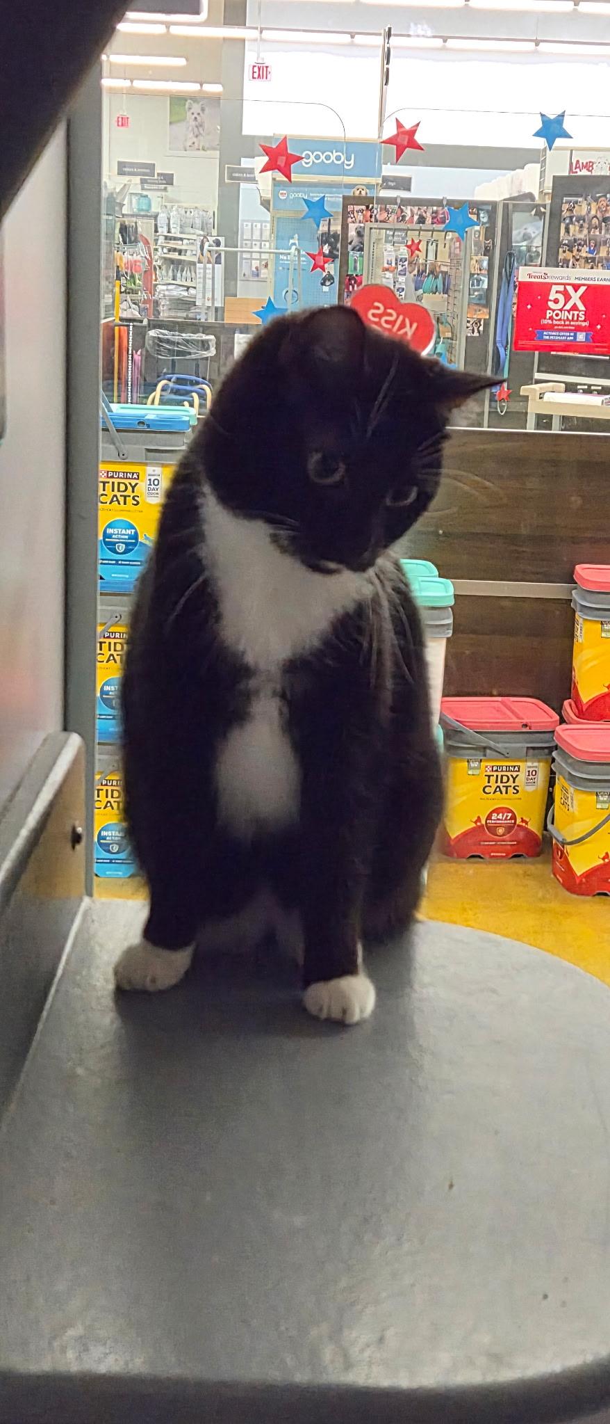 Enlarge Maggie, a ADOPTABLE Domestic Short Hair in Belleville, IL image 3/4