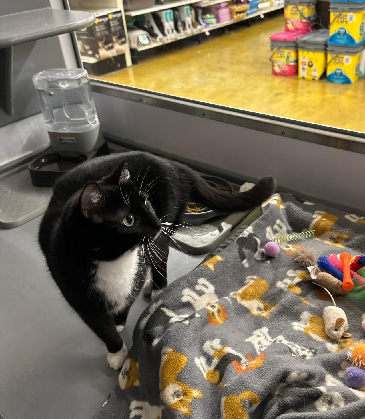 Enlarge Maggie, a ADOPTABLE Domestic Short Hair in Belleville, IL image 2/4