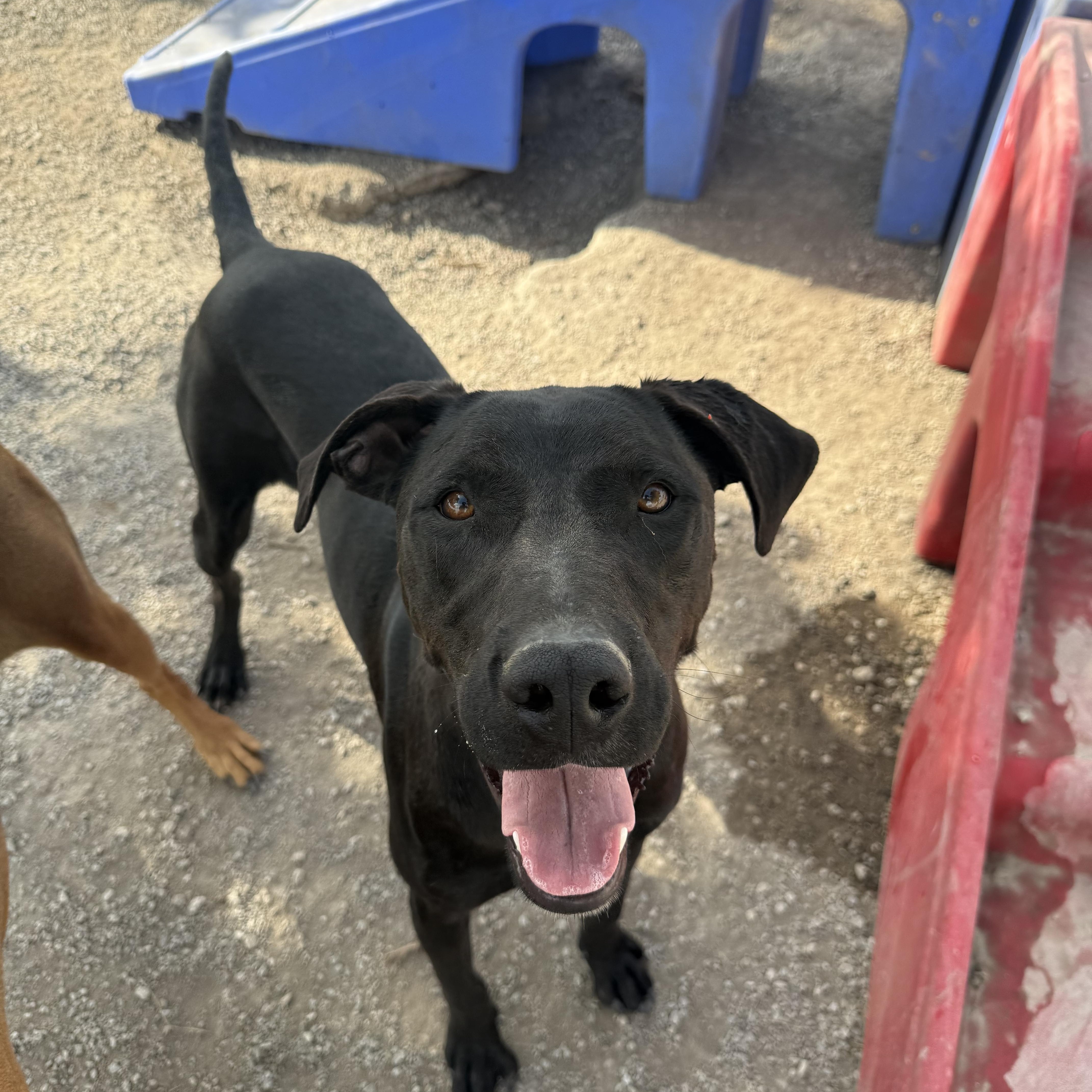 Freddie, Adoptable, Young Male Great Dane.