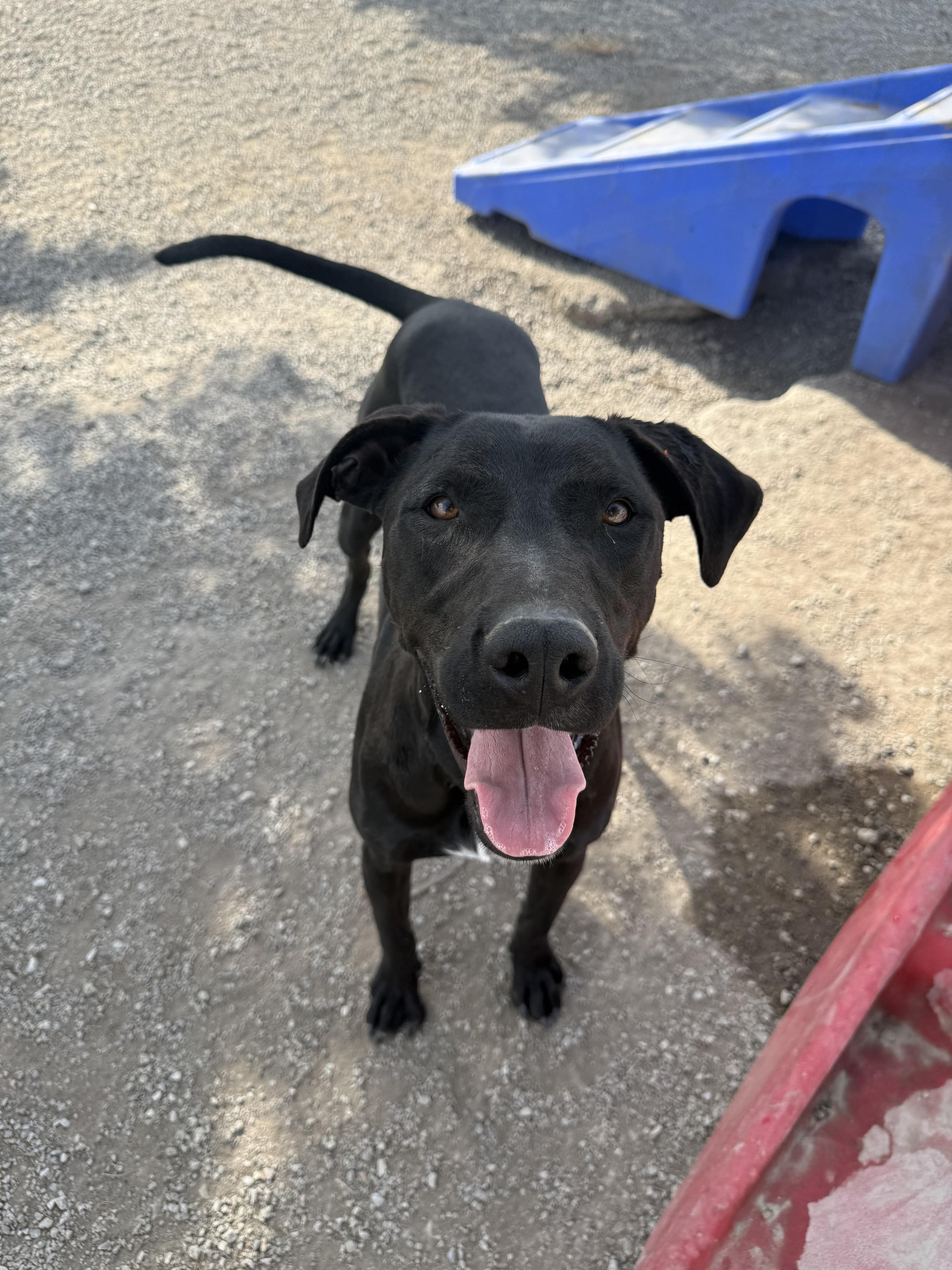 Enlarge Freddie, a Adoptable Great Dane in Hiawatha, KS image 3/4