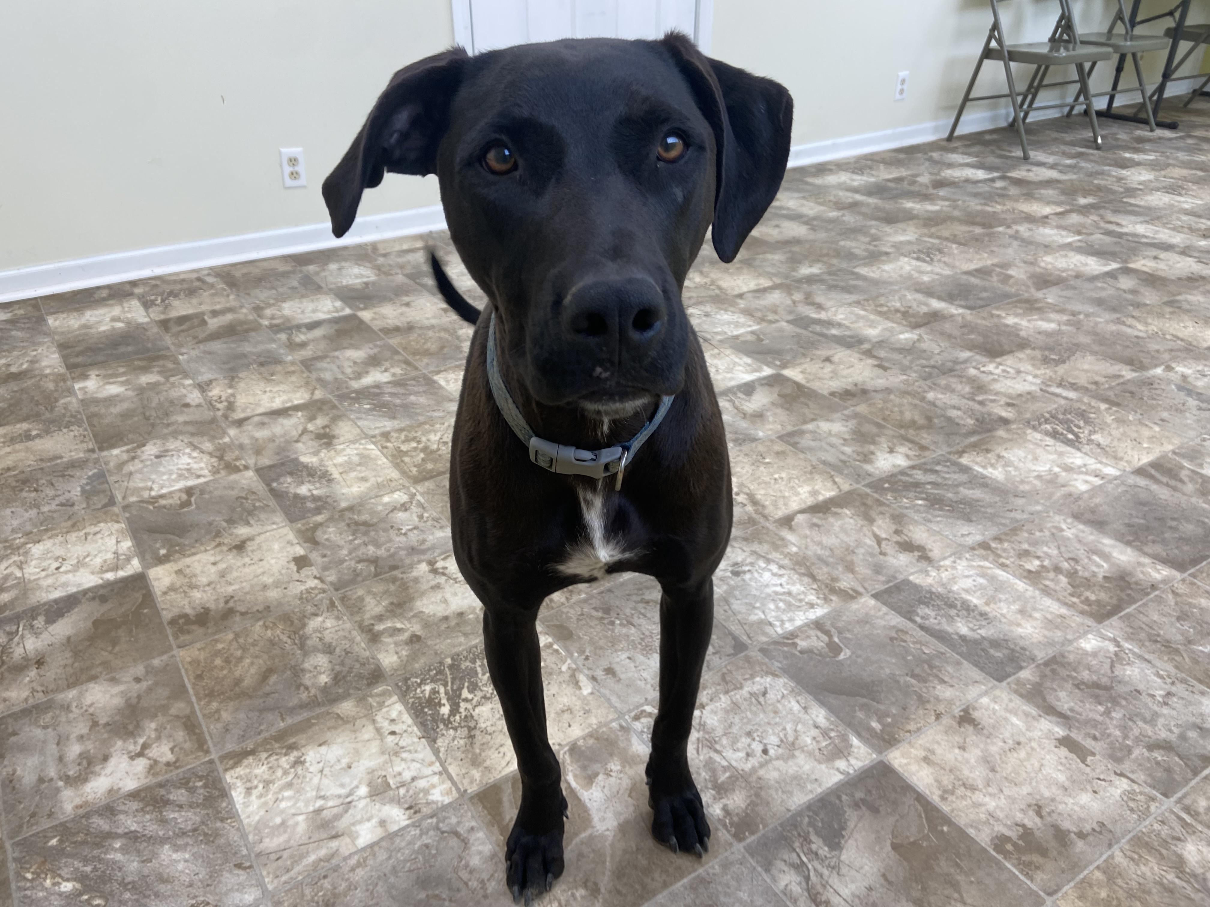 Enlarge Freddie, a Adoptable Great Dane in Hiawatha, KS image 2/4
