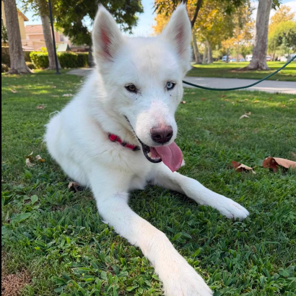 Enlarge Jett, a Adoptable Husky in Long Island City, NY image 1/2
