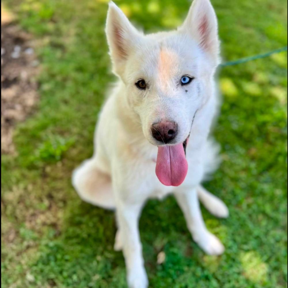 Enlarge Jett, a Adoptable Husky in Long Island City, NY image 2/2