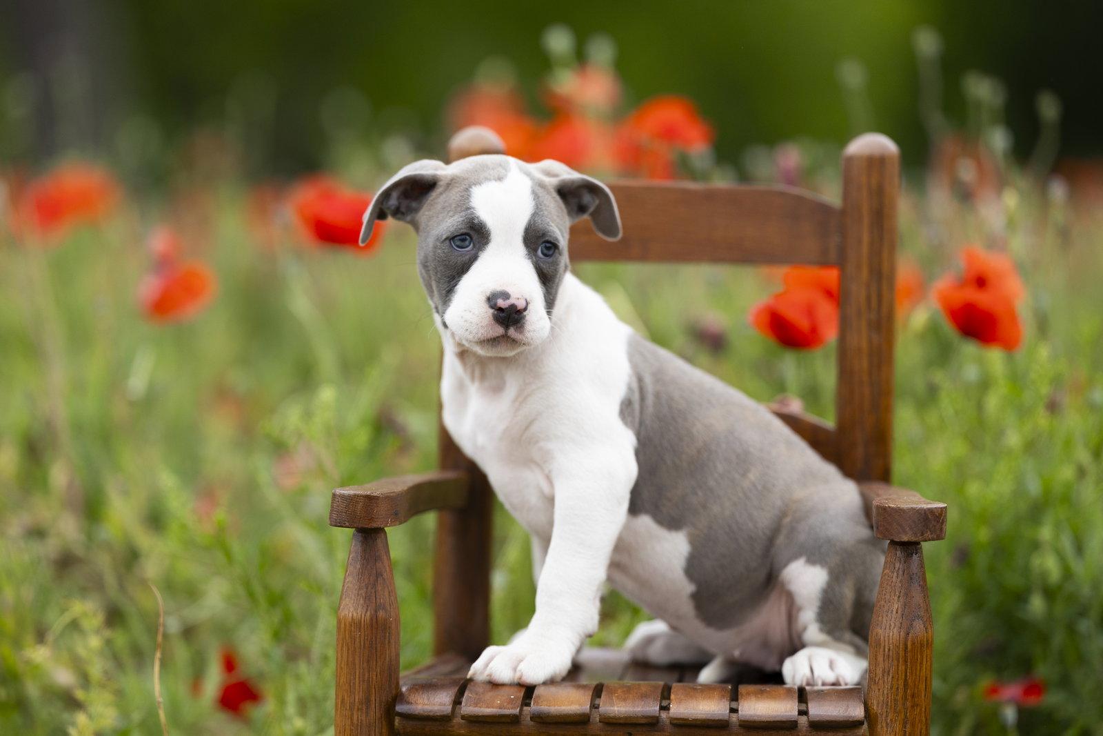 Enlarge Lays (KNA Pearl), a Adopted Terrier in Garner, NC image 2/2