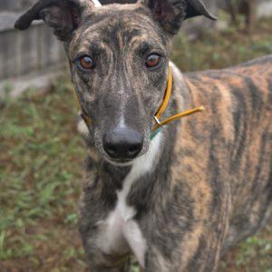 Enlarge VJ SIPNONPATRON, a Adoptable Greyhound in grandville, MI image 1/1