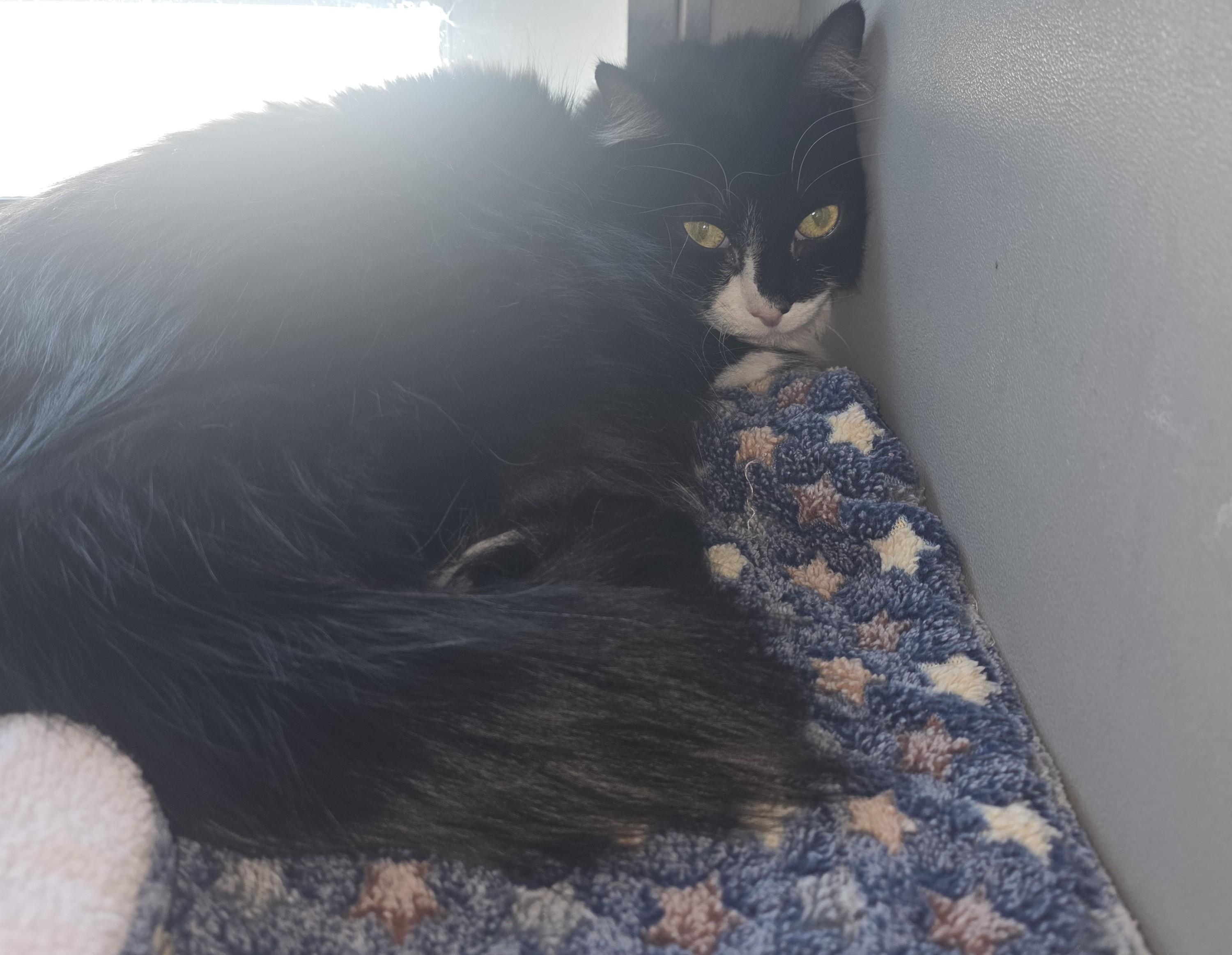 Enlarge Precious, a ADOPTABLE Domestic Long Hair in Edgewood, NM image 3/3