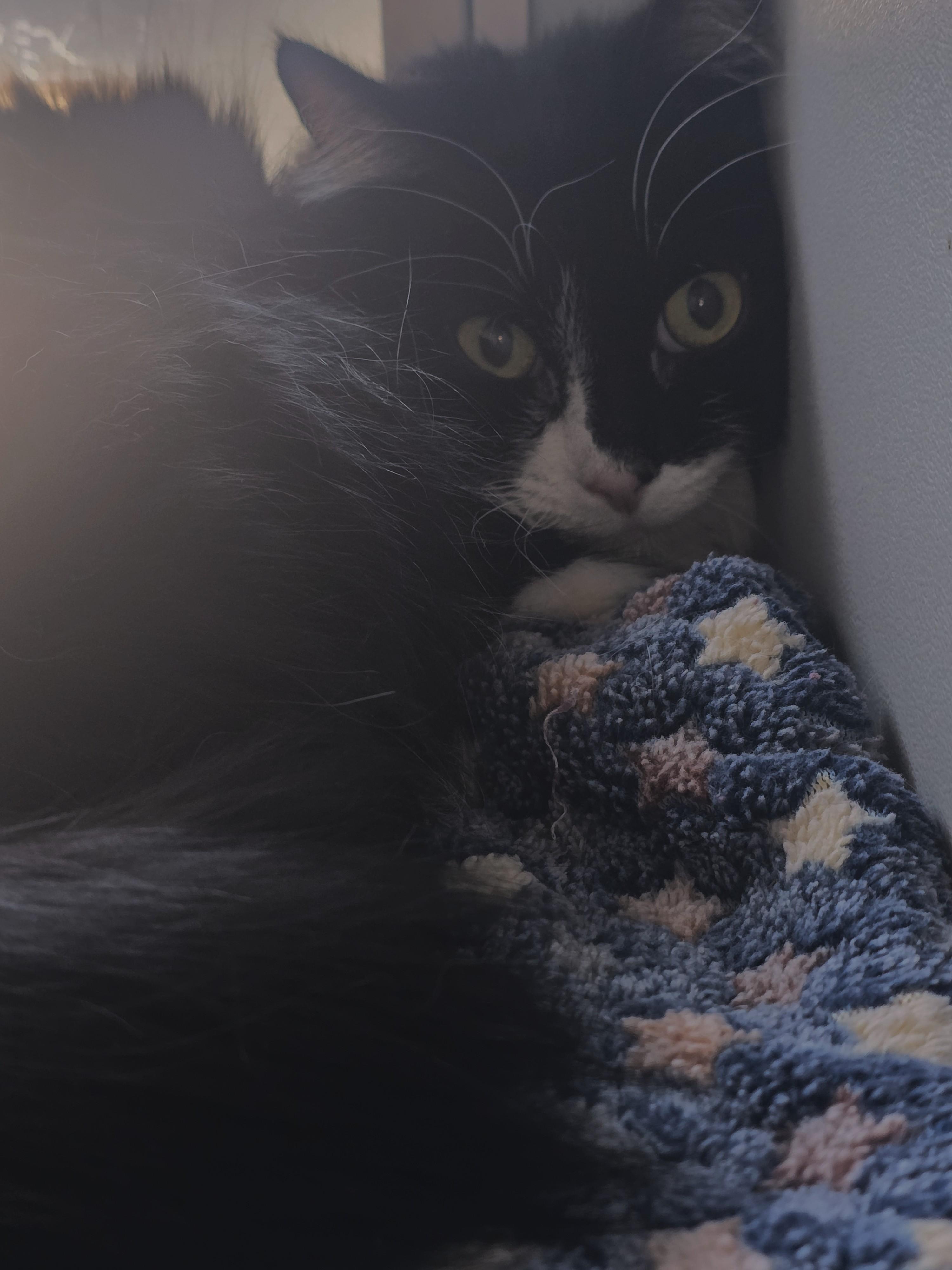 Enlarge Precious, a ADOPTABLE Domestic Long Hair in Edgewood, NM image 2/3