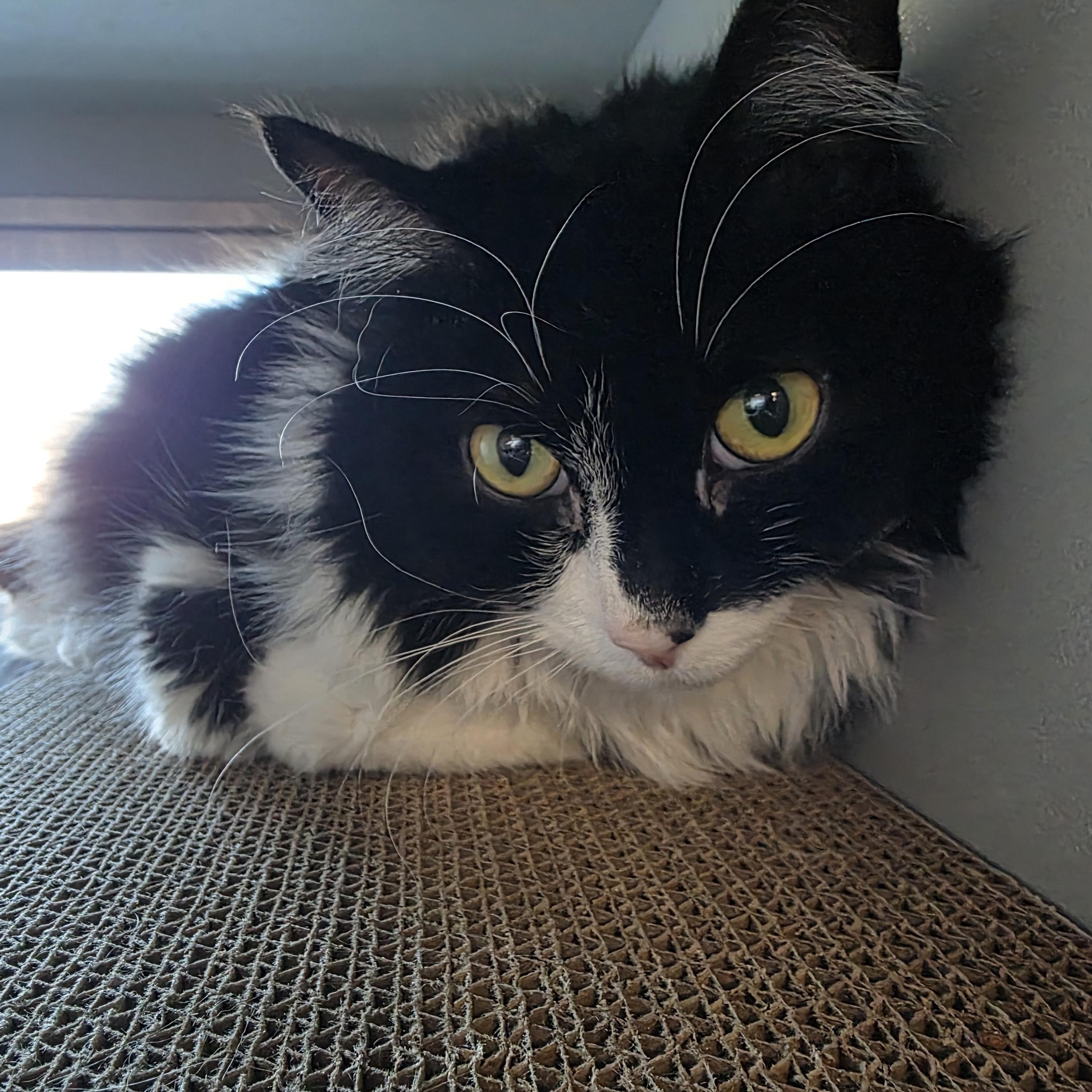 Precious, ADOPTABLE, Adult Female Domestic Long Hair.