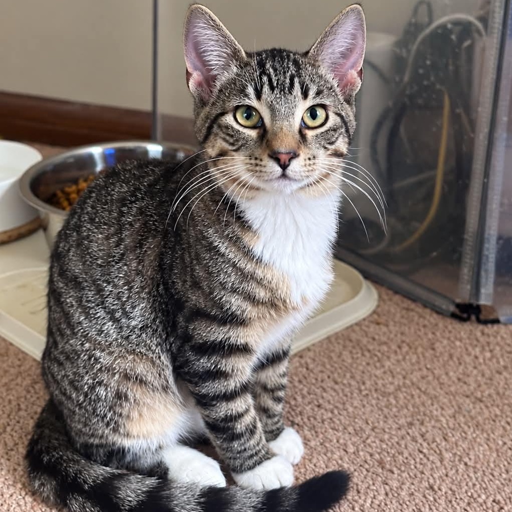 Carter, Adoptable, Kitten Male Domestic Short Hair.