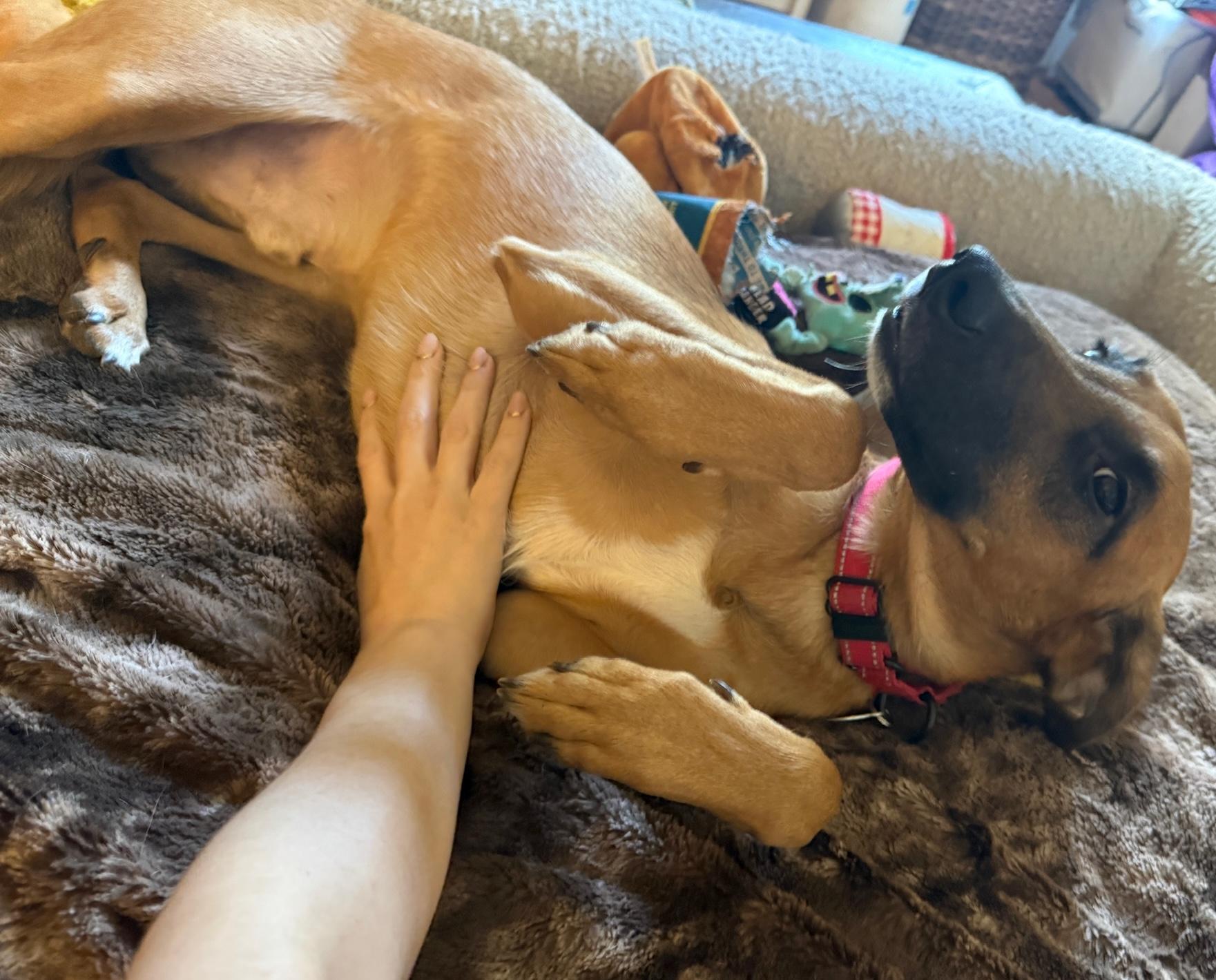 Enlarge Kobe, a Adoptable mixed breed in Brooklyn, NY image 2/6