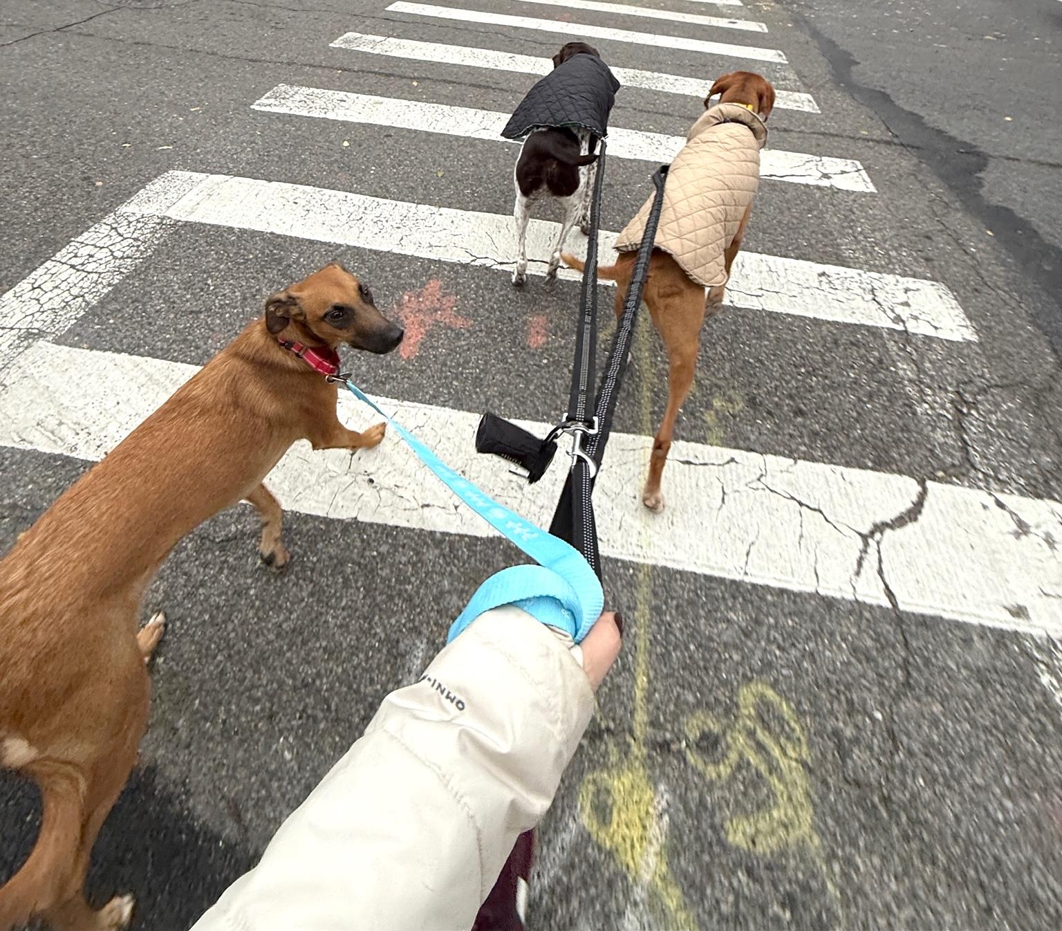 Enlarge Kobe, a Adoptable mixed breed in Brooklyn, NY image 5/6