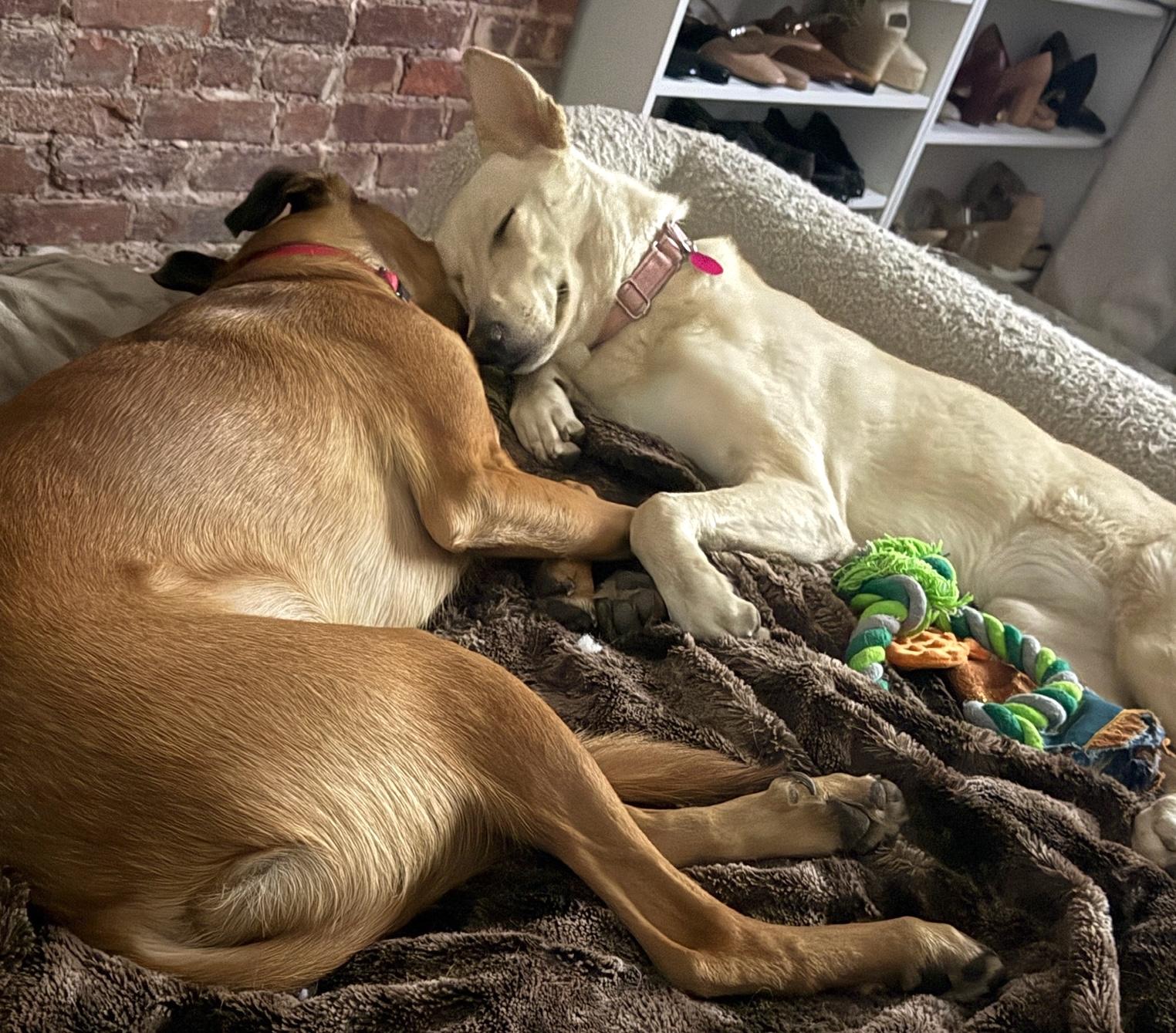 Enlarge Kobe, a Adoptable mixed breed in Brooklyn, NY image 4/6