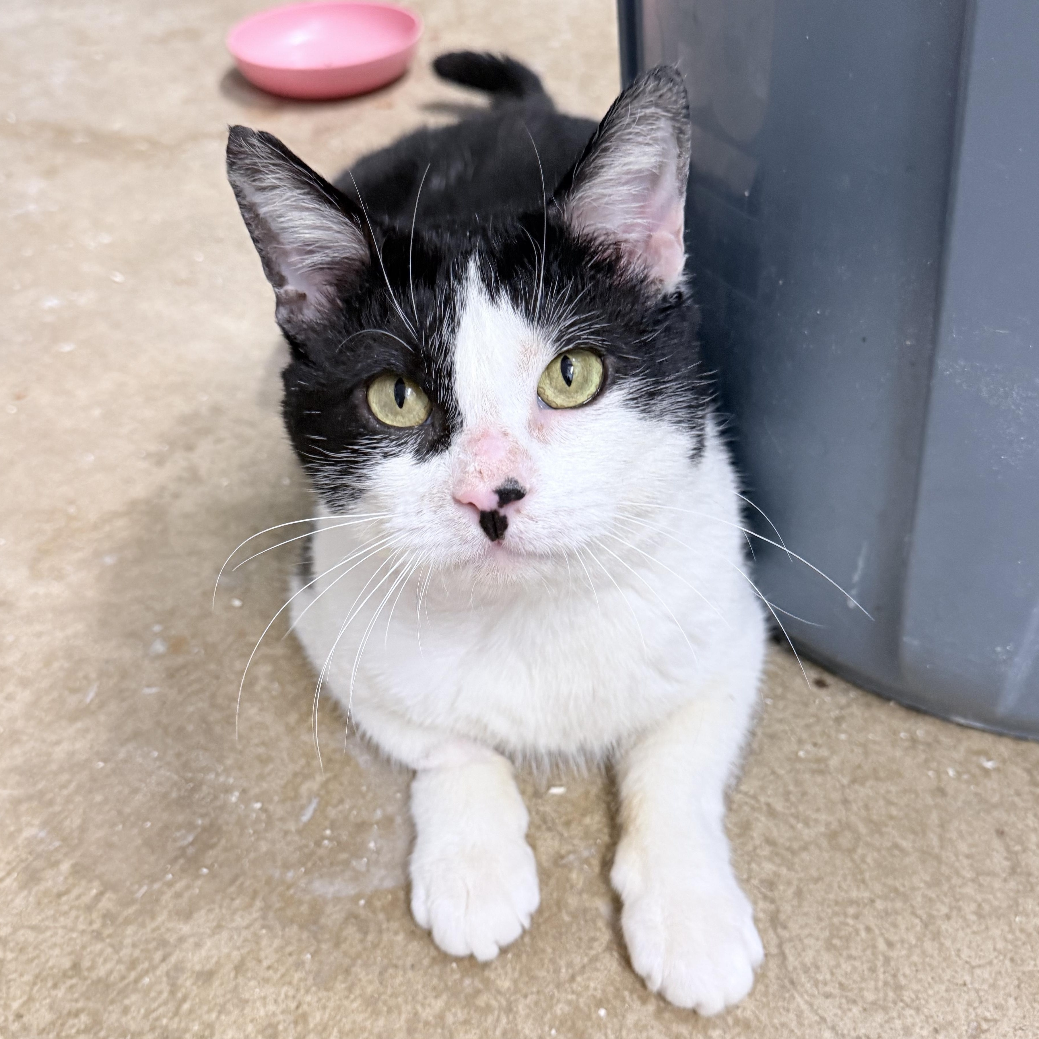 Liam, an adopted American Shorthair in Philadelphia, PA image 1/6