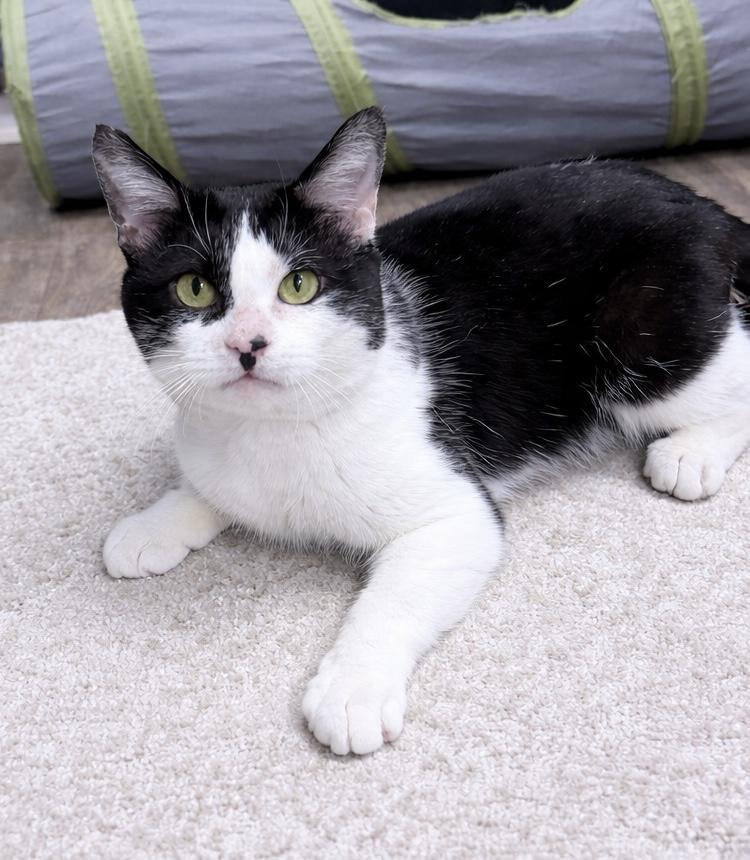 Liam, an adopted American Shorthair in Philadelphia, PA image 6/6