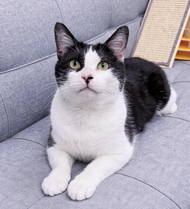 Liam, an adopted American Shorthair in Philadelphia, PA image 2/6