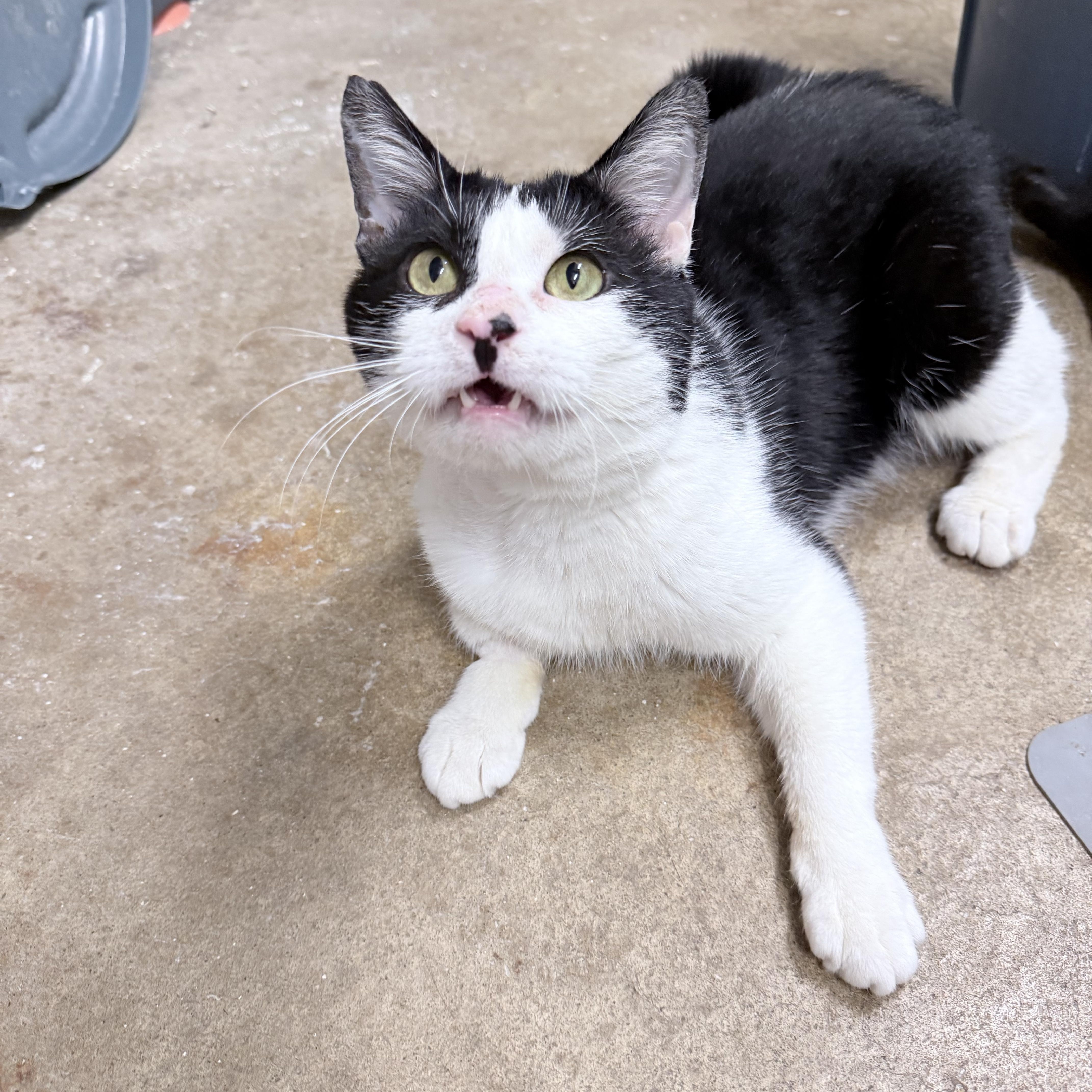 Liam, an adopted American Shorthair in Philadelphia, PA image 3/6