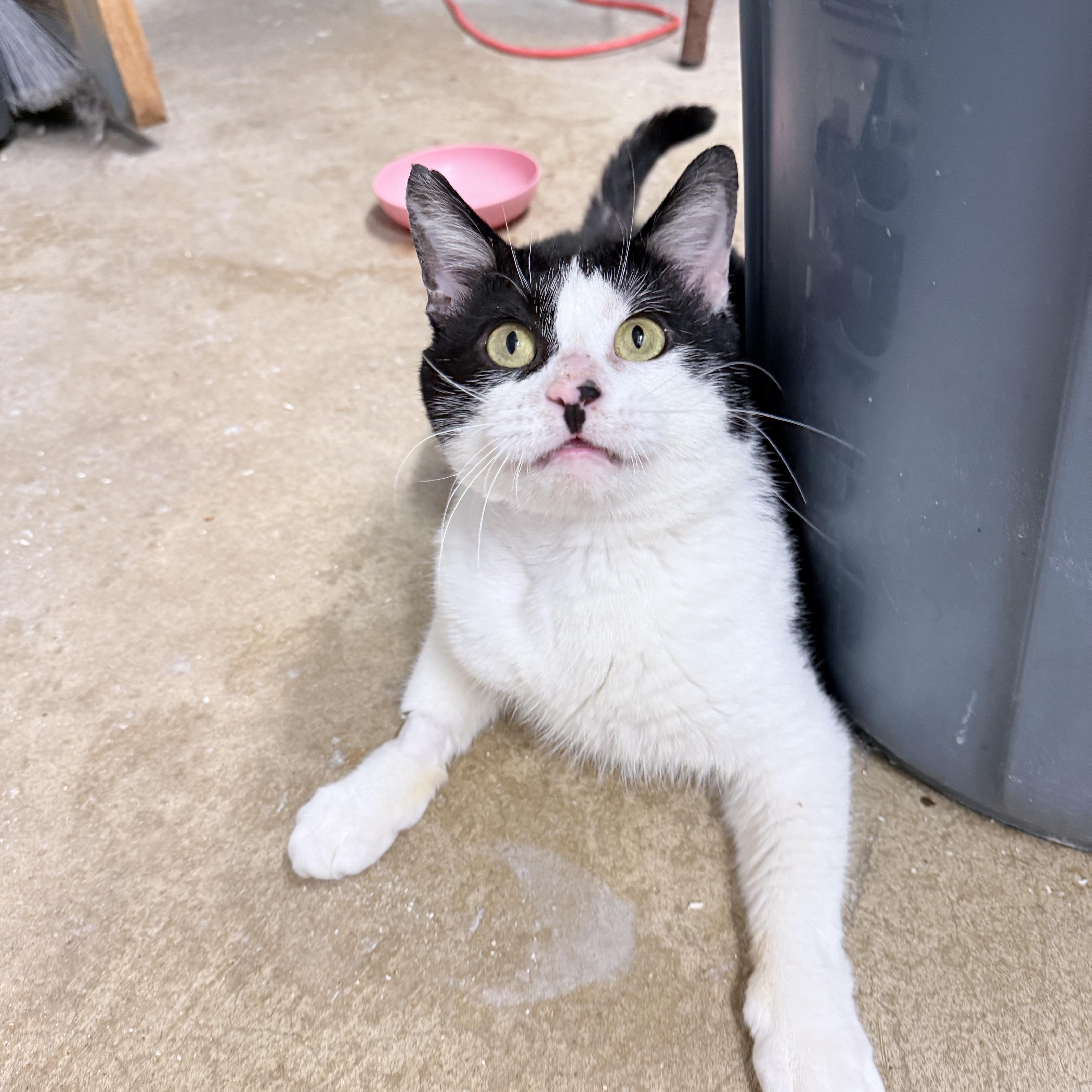 Liam, an adopted American Shorthair in Philadelphia, PA image 5/6