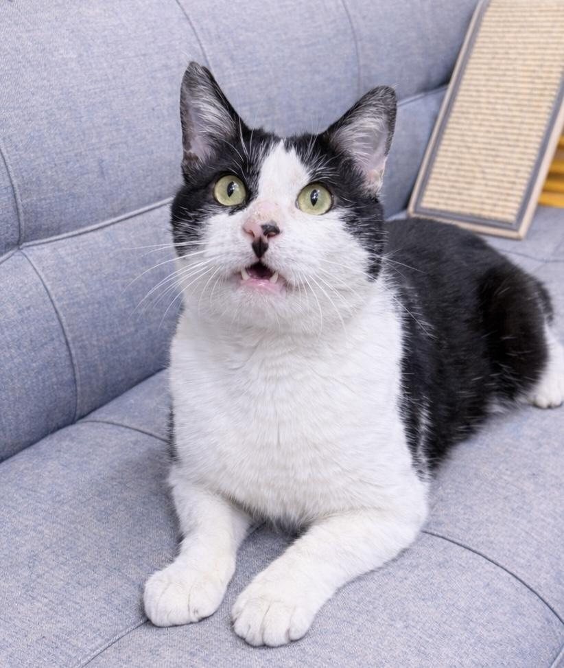 Liam, an adopted American Shorthair in Philadelphia, PA image 4/6