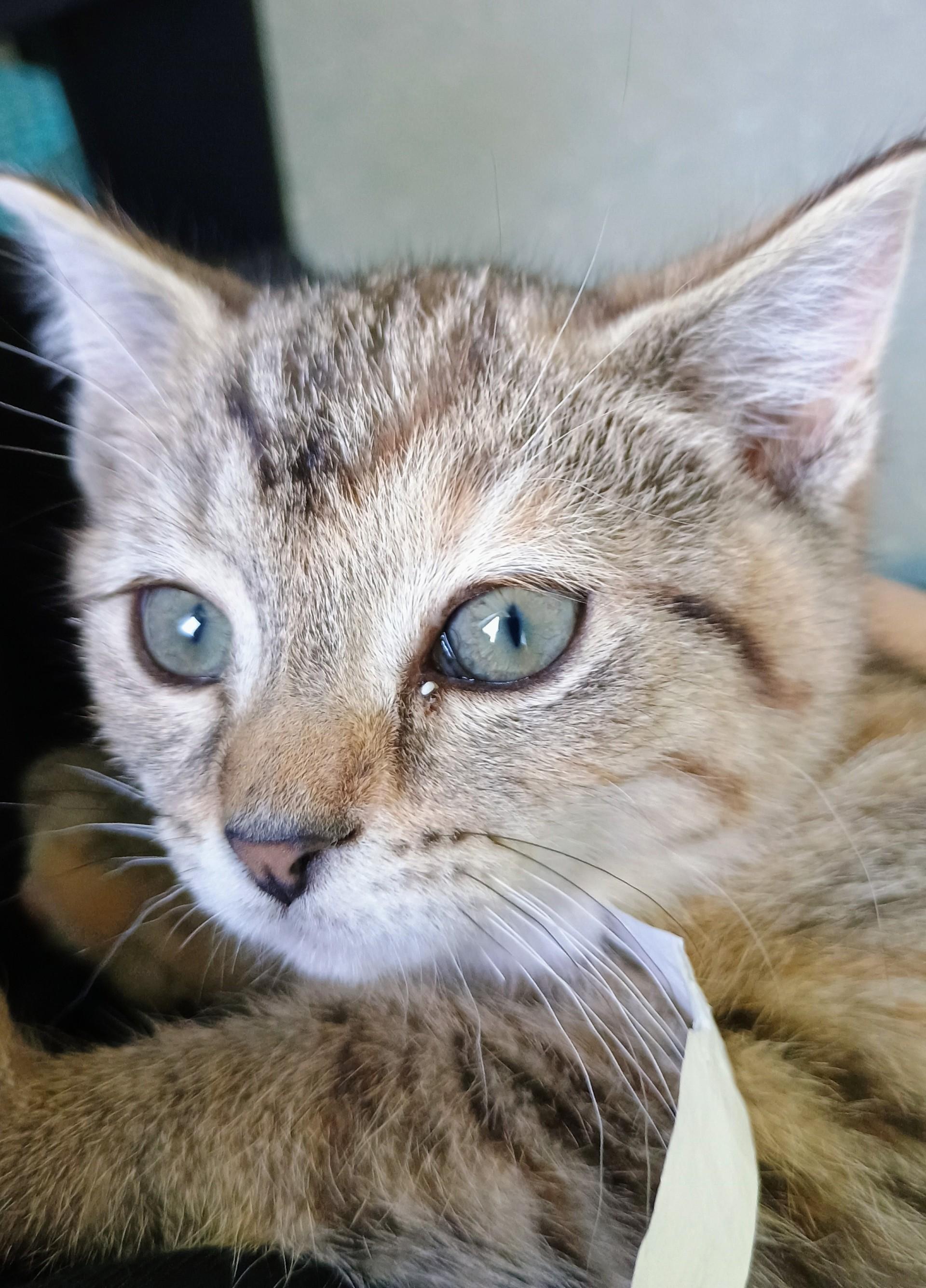 Cayenne, adopted, Kitten Female Domestic Short Hair.