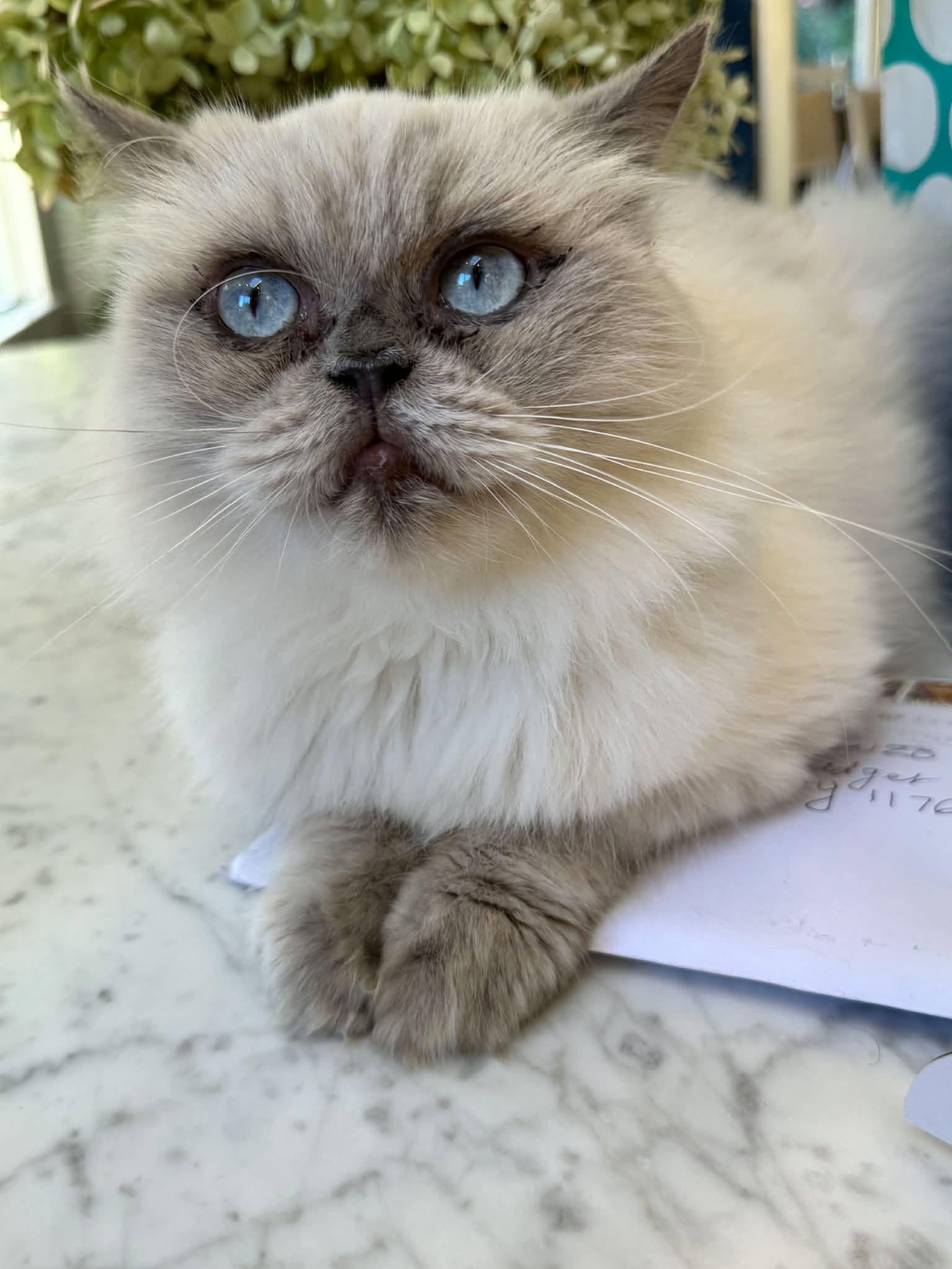 Enlarge Esmeralda, a Adoptable Persian in Woodmere, NY image 2/4