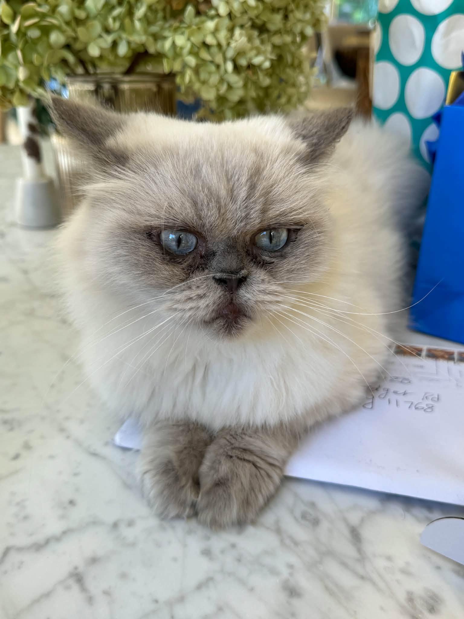 Esmeralda, Adoptable, Adult Female Persian.