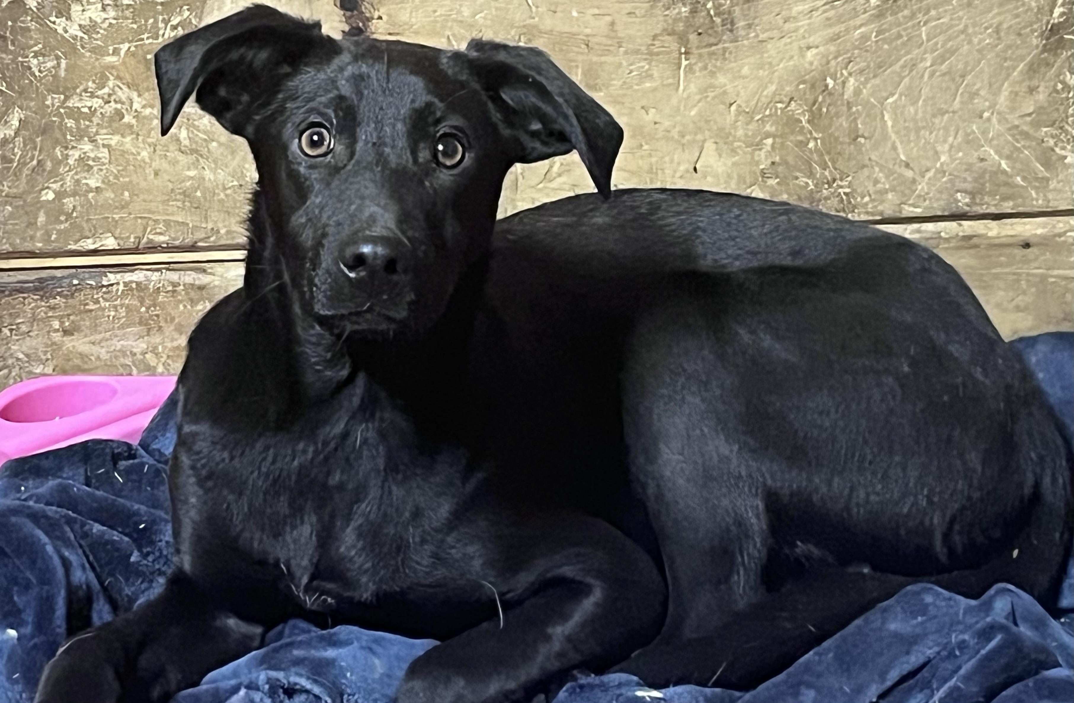 Enlarge Japan, a Adoptable mixed breed in Portland, ME image 1/3