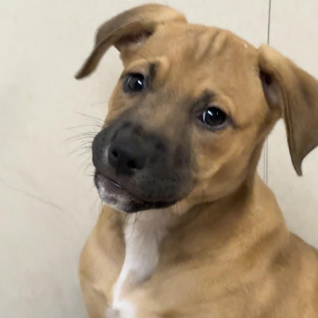 NY Hera (Foster in Yorktown), Adoptable, Puppy Female Hound & Shepherd.