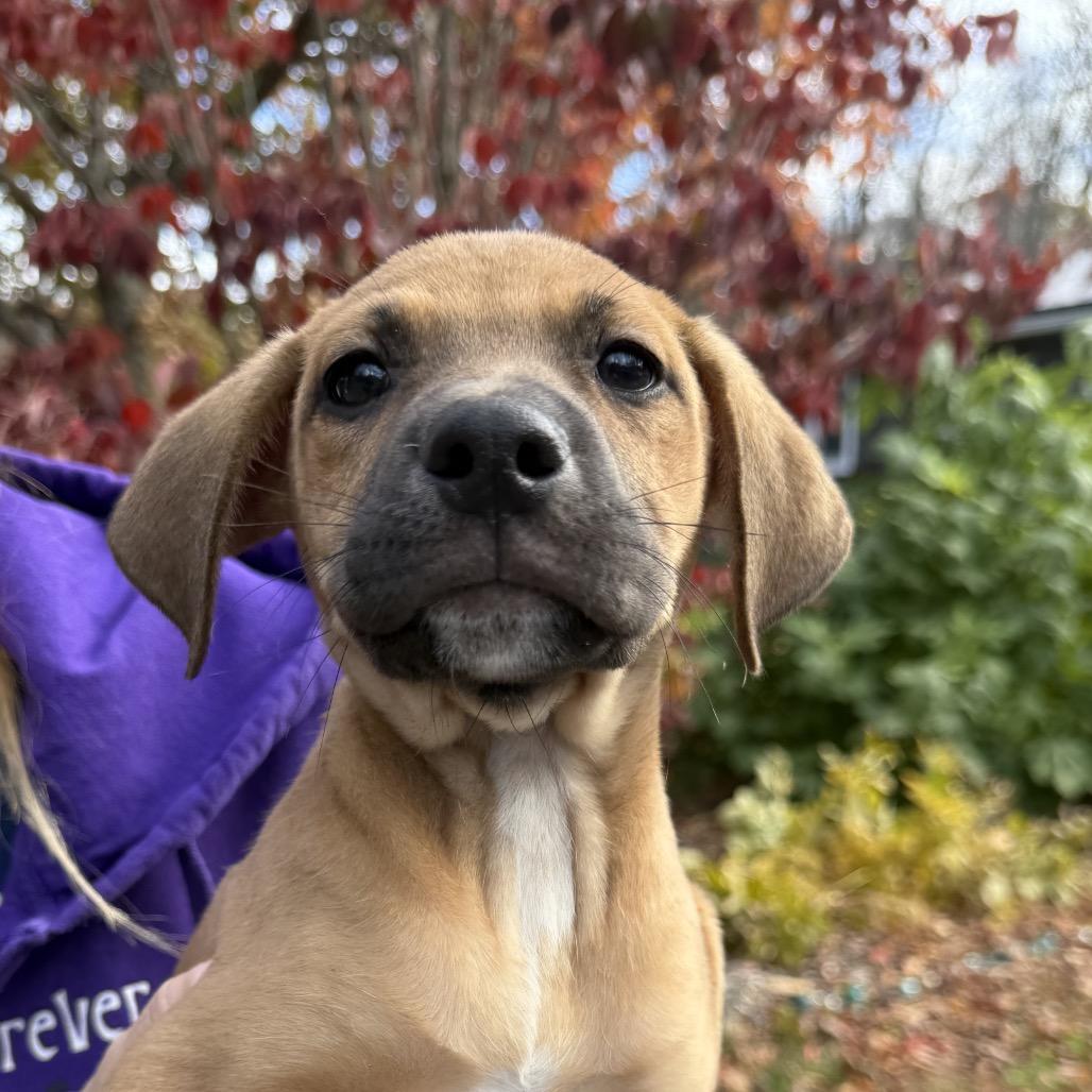 NY Hera (Foster in Yorktown), a Adoptable mixed breed in Stormville, NY image 2/6