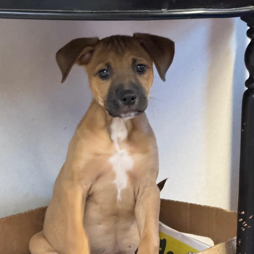 NY Hera (Foster in Yorktown), a Adoptable mixed breed in Stormville, NY image 3/6