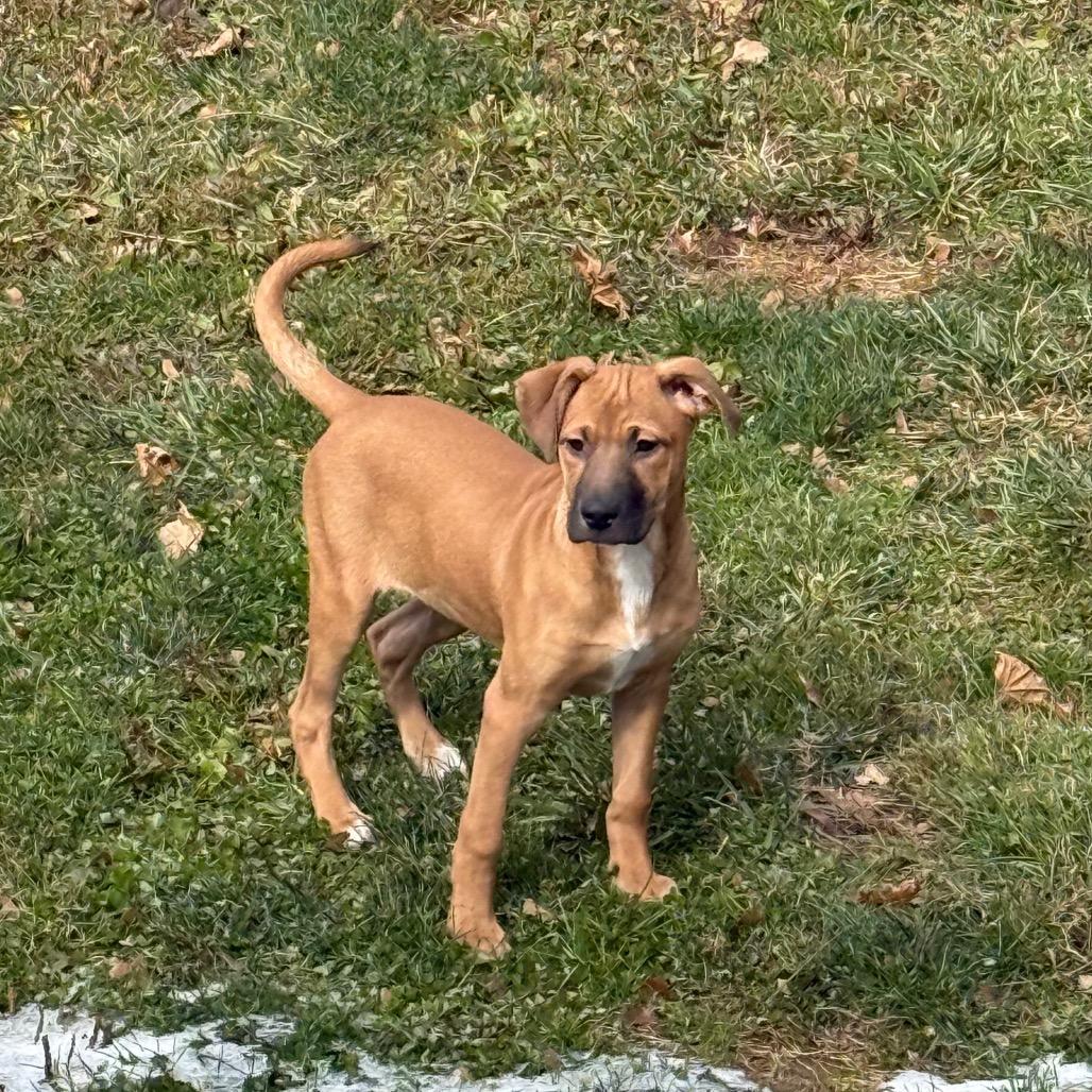 NY Hera (Foster in Yorktown), a Adoptable mixed breed in Stormville, NY image 5/6