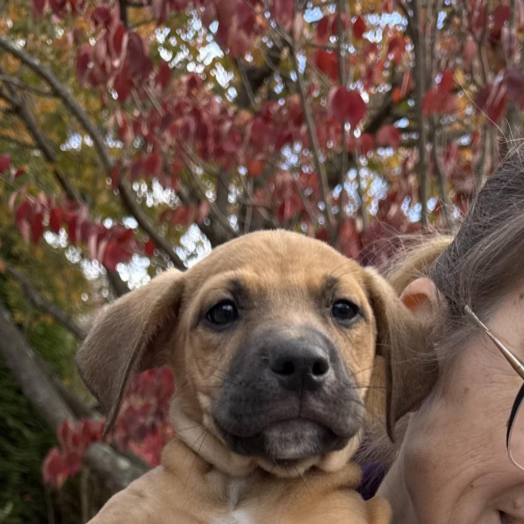 NY Hera (Foster in Yorktown), a Adoptable mixed breed in Stormville, NY image 6/6