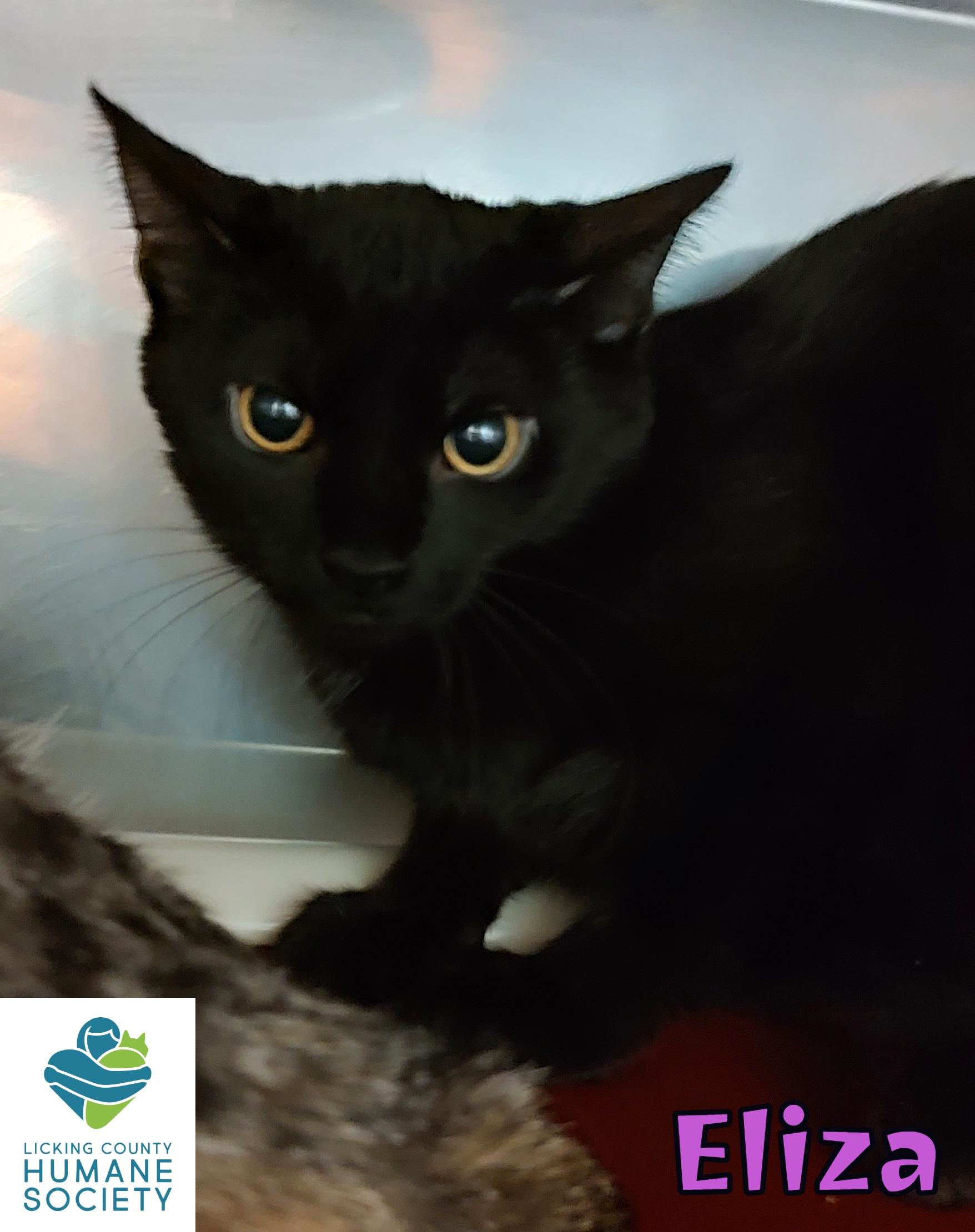 Eliza, a Adoptable Domestic Short Hair in Heath, OH image 2/2