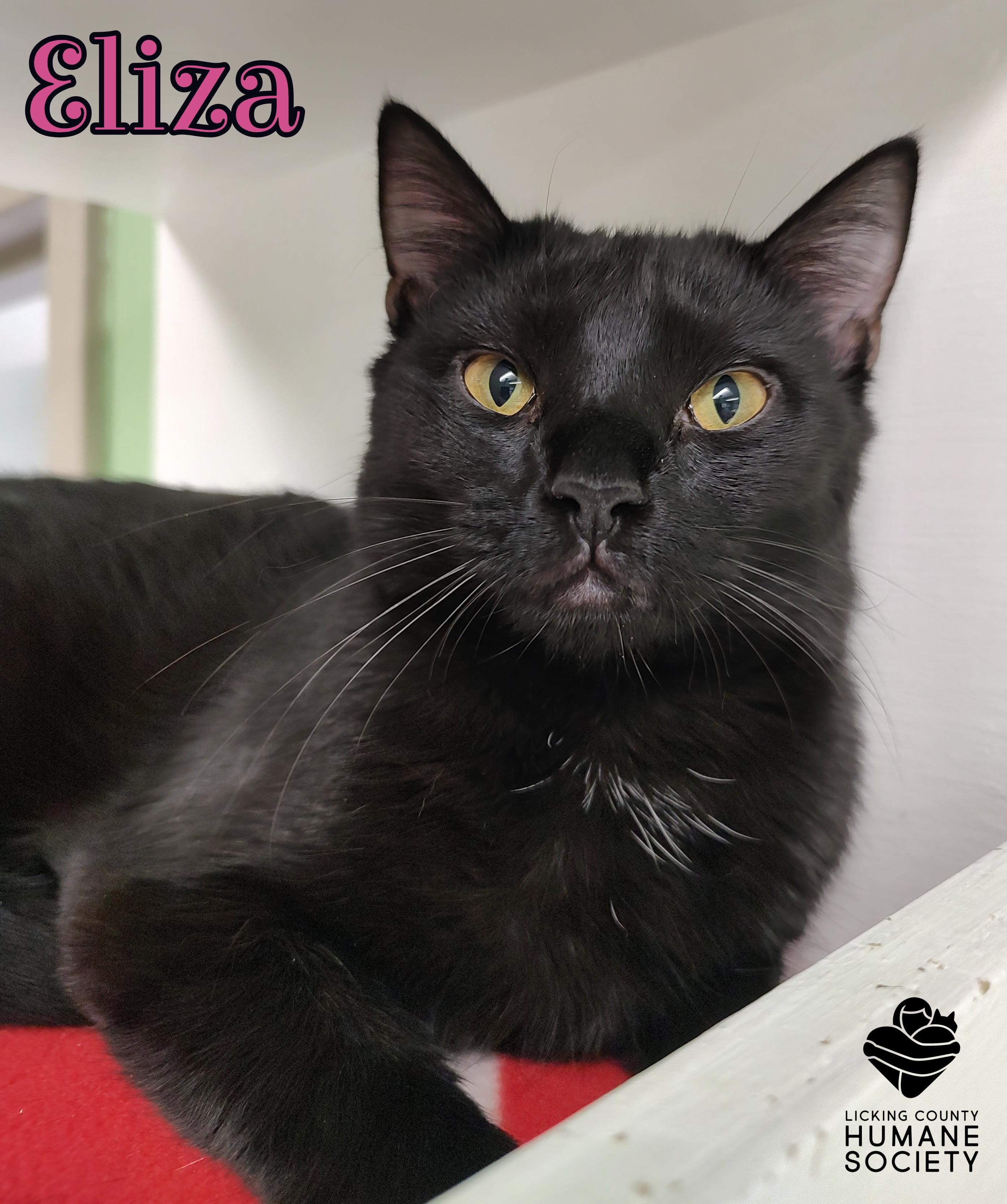 Eliza, a Adoptable Domestic Short Hair in Heath, OH image 1/2