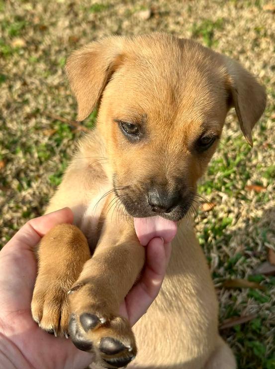 Hank, a ADOPTABLE mixed breed in Eutawville, SC image 2/4