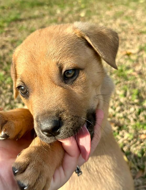 Hank, a ADOPTABLE mixed breed in Eutawville, SC image 3/4