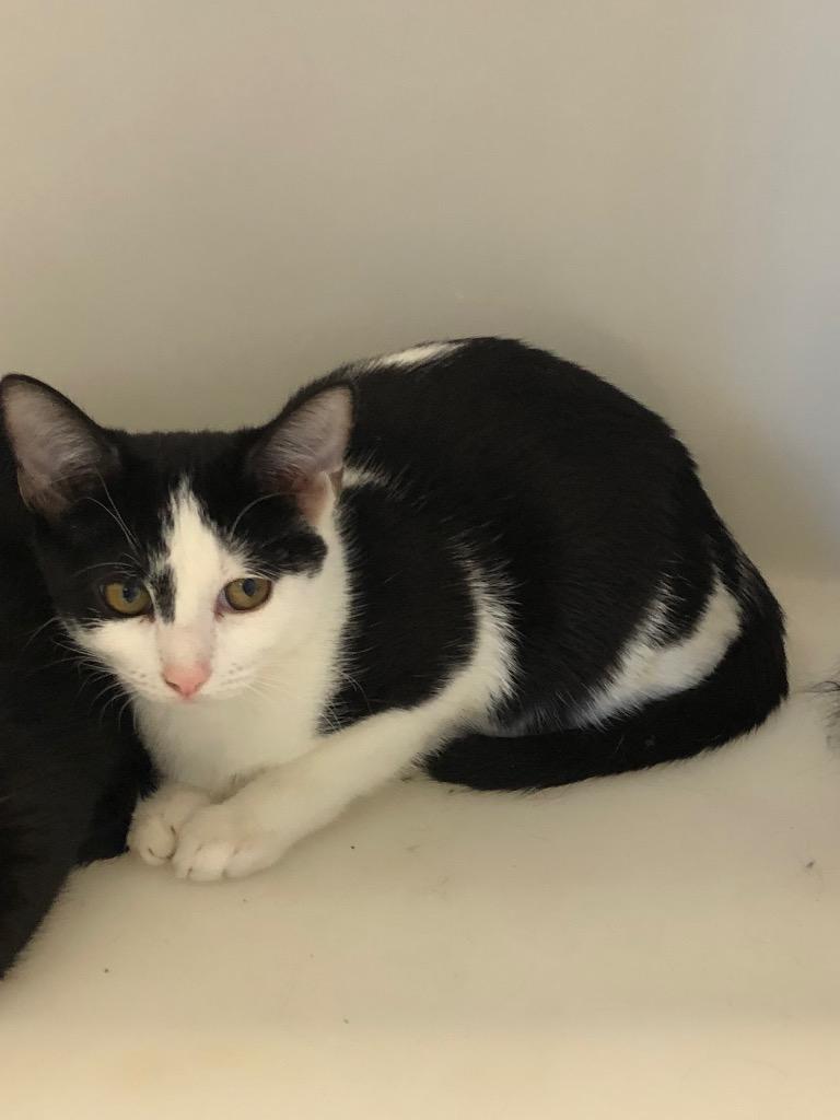 Franny, Adoptable, Young Female Domestic Short Hair.