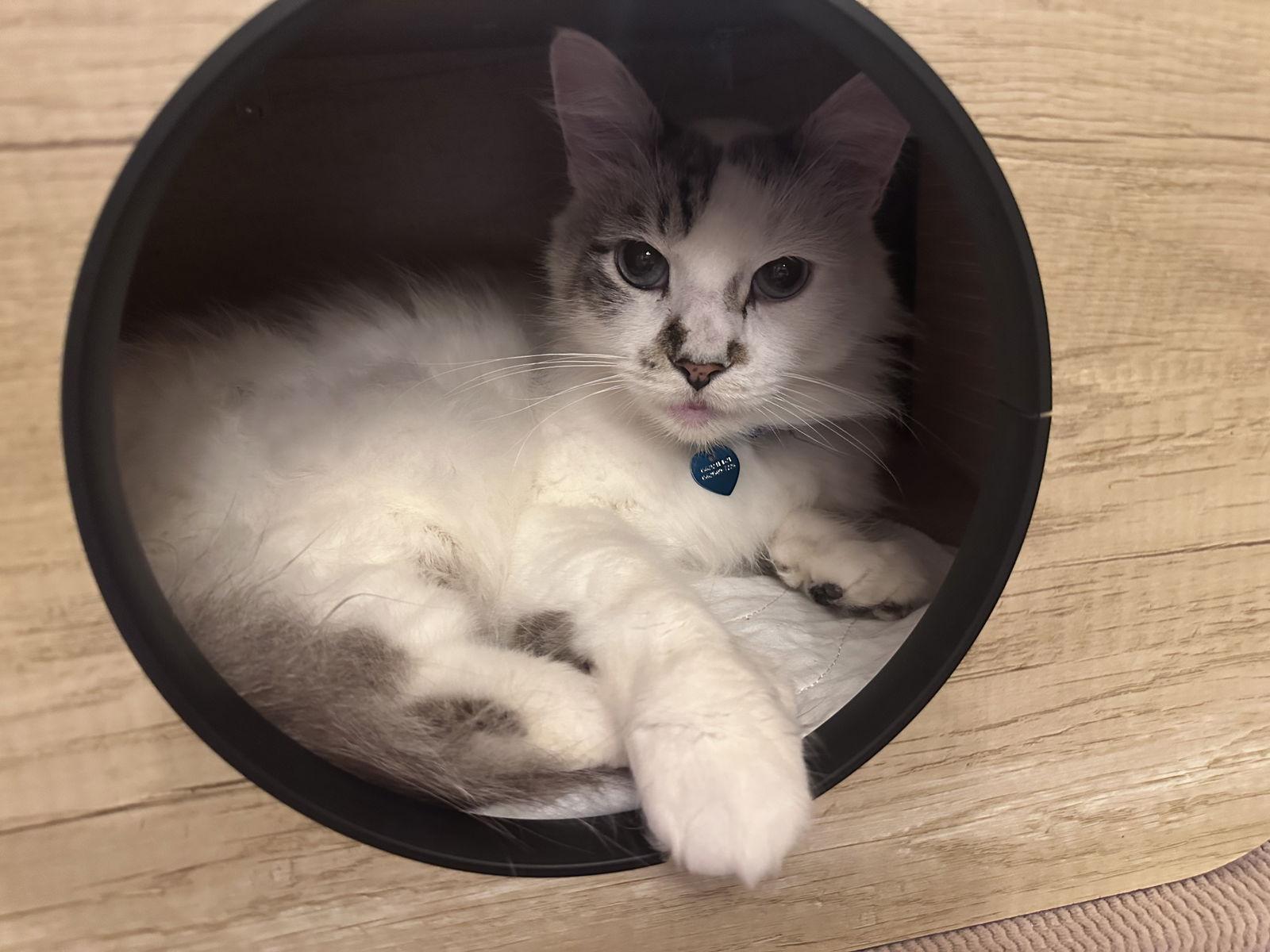 Marshmallow, a Adopted mixed breed in Long Beach, CA image 2/3