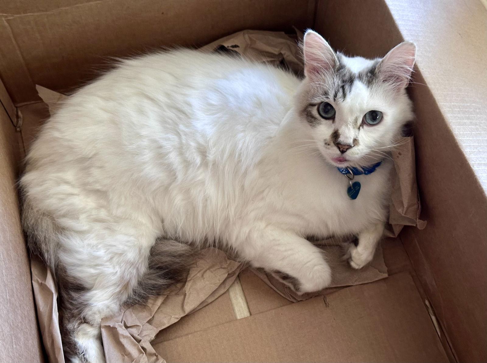 Marshmallow, a Adopted mixed breed in Long Beach, CA image 3/3