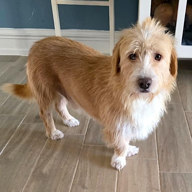 Enlarge Mr. BFF Benny, a Adopted mixed breed in Toronto, ON image 1/6