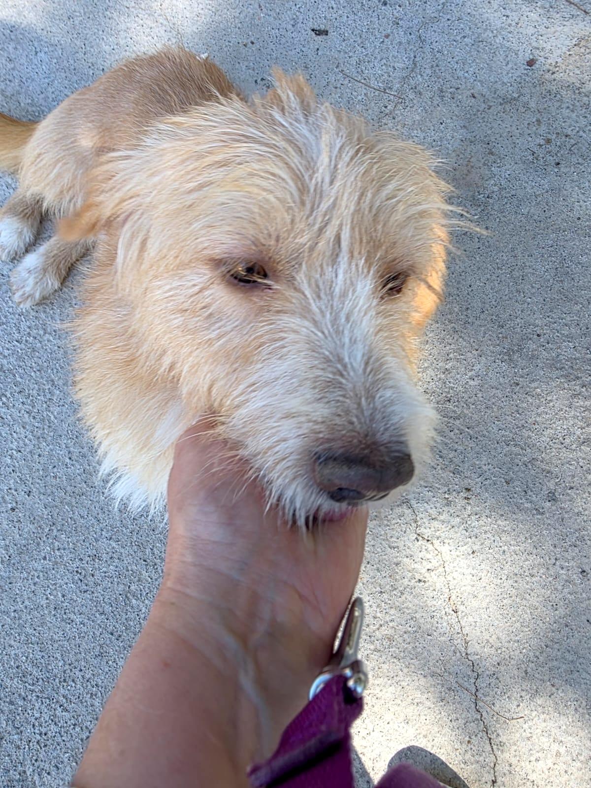 Enlarge Mr. BFF Benny, a Adopted mixed breed in Toronto, ON image 3/6