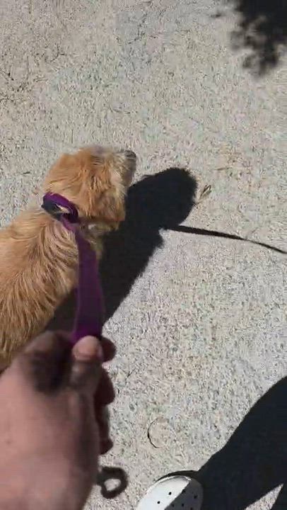 Enlarge Mr. BFF Benny, a Adopted mixed breed in Toronto, ON video 2/6