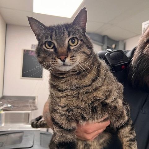 MARTIN-30753, Adoptable, Adult Male Domestic Short Hair.