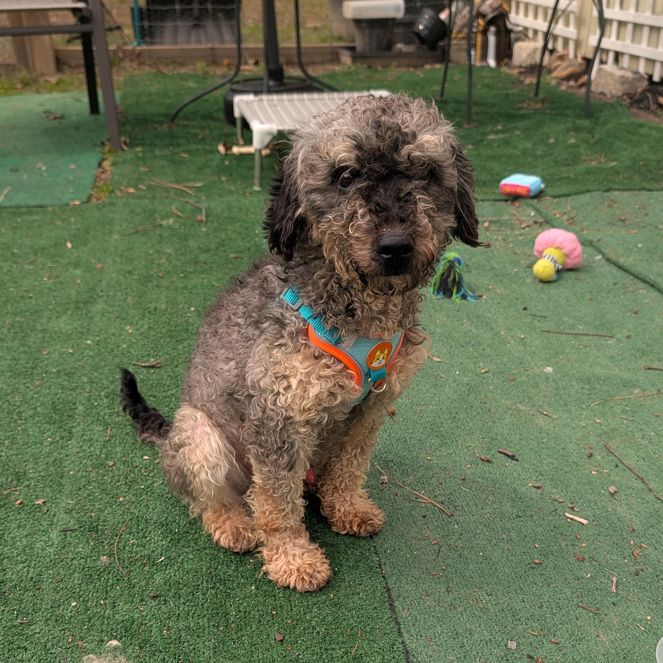 Enlarge Enzo, a ADOPTABLE Schnoodle in Richmond, VA image 1/5