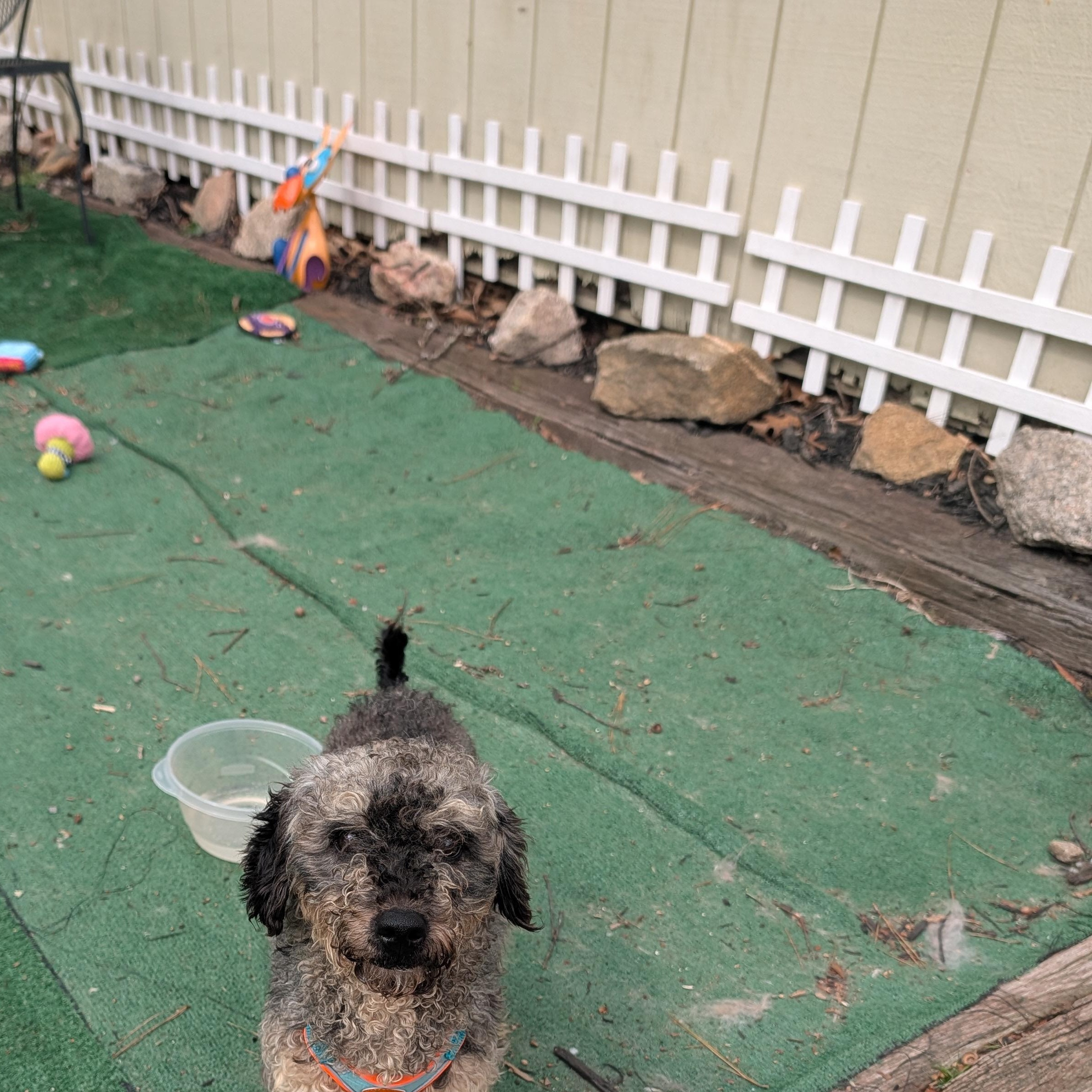 Enlarge Enzo, a ADOPTABLE Schnoodle in Richmond, VA image 2/5